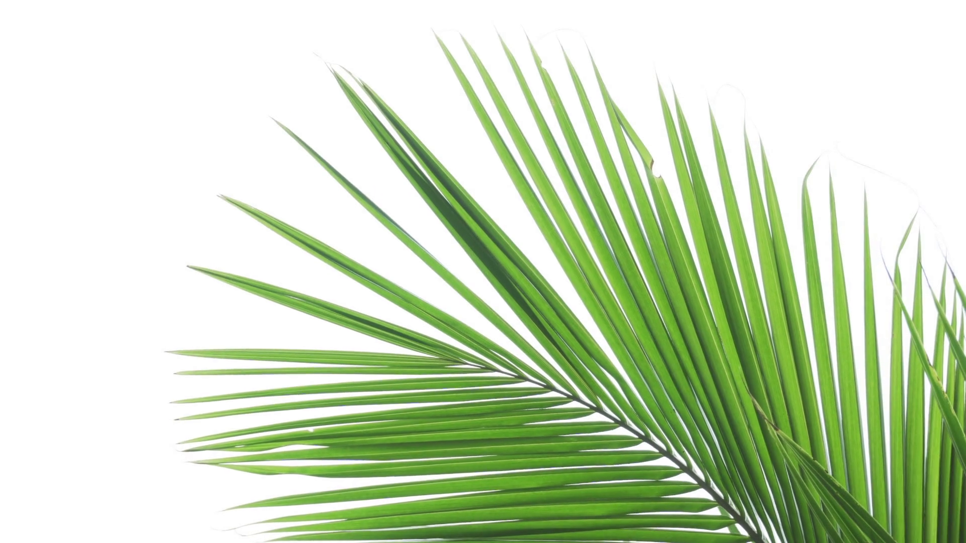 Coconut Palm Fronds Isolated on a White Background Stock Video ...