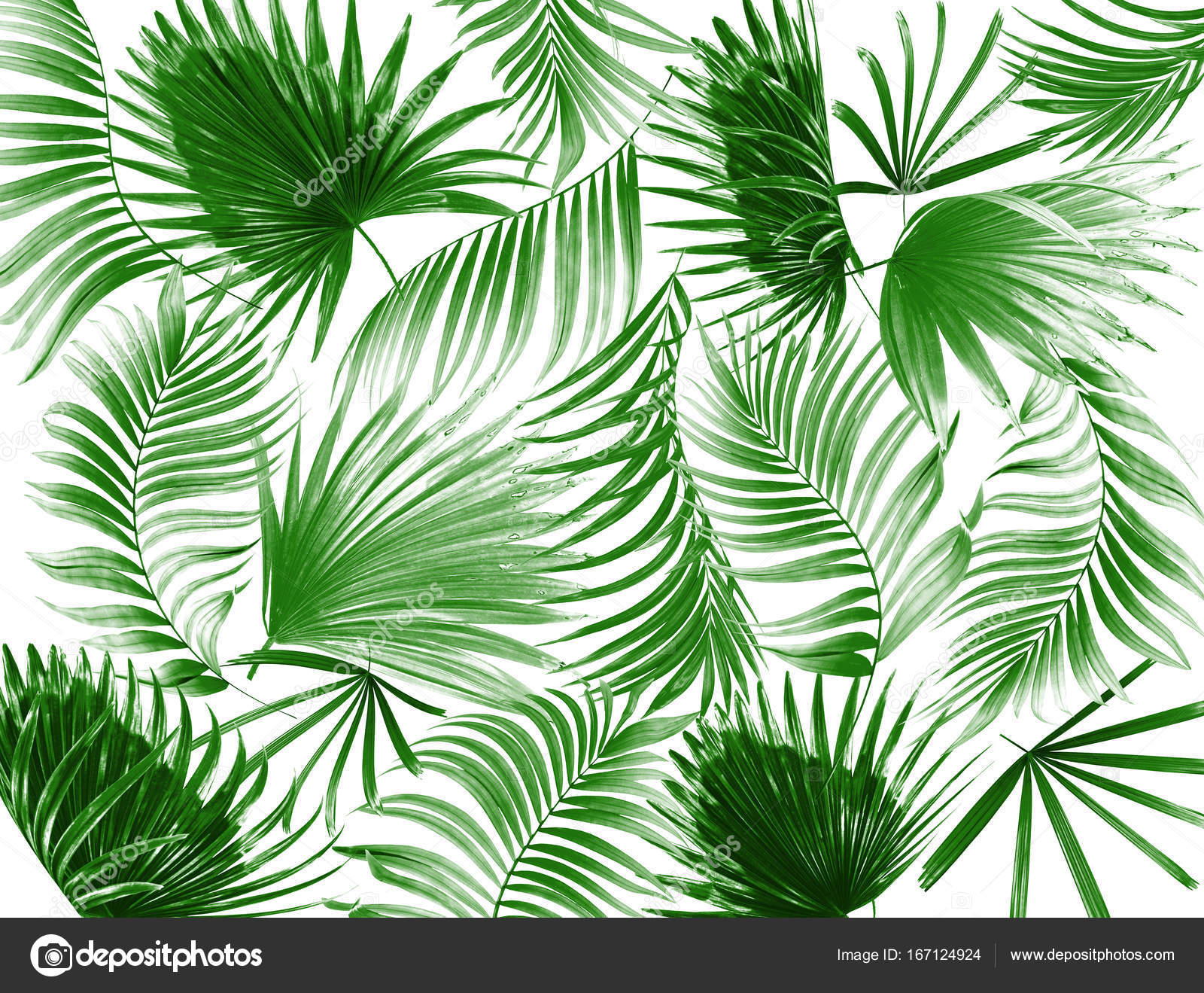 Green leaf of palm tree background — Stock Photo © studio2013 #167124924
