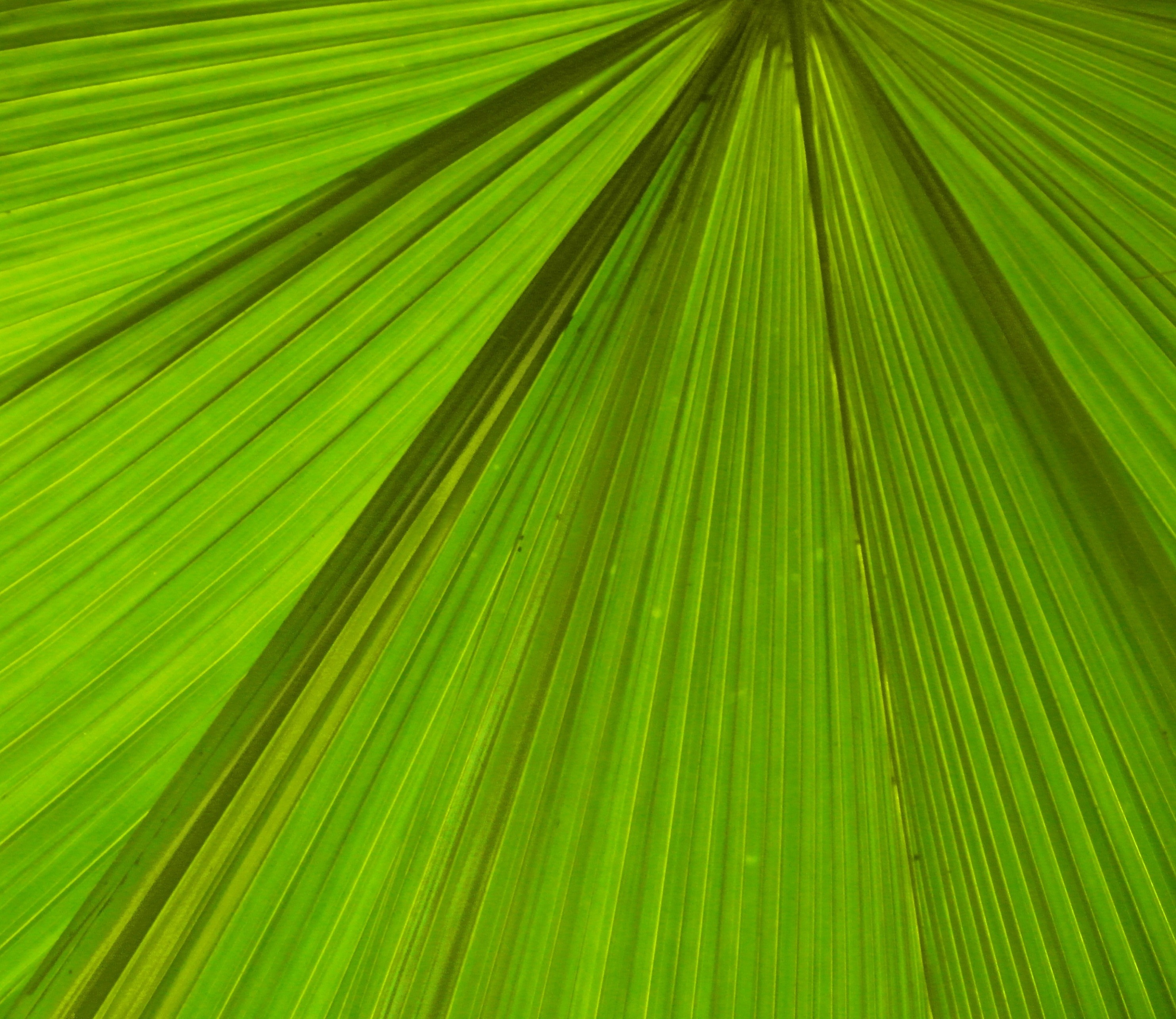 Palm Leaf Background, Abstract, Nature, Texture, Shape, HQ Photo
