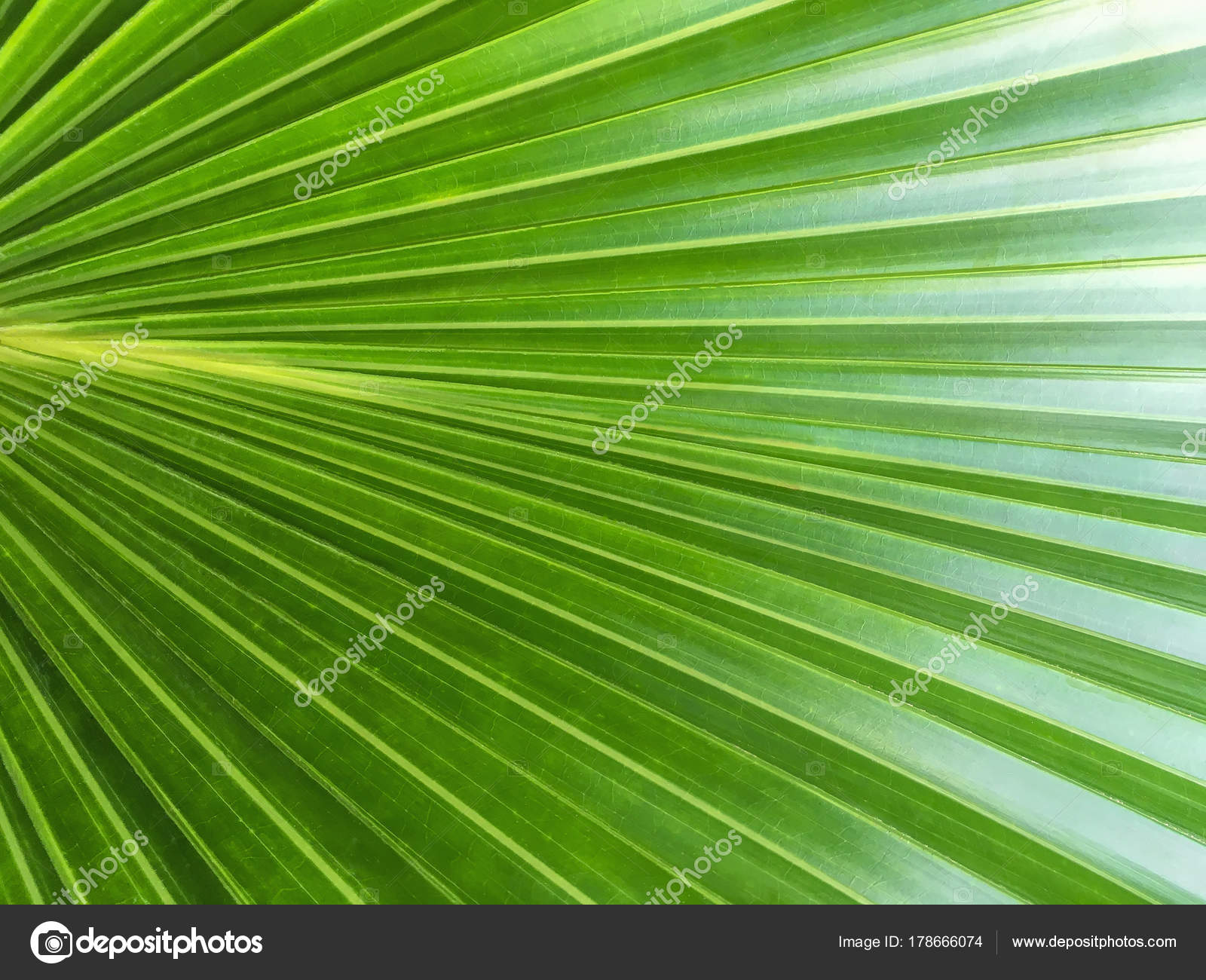 Green palm leaf texture — Stock Photo © Nikol85 #178666074