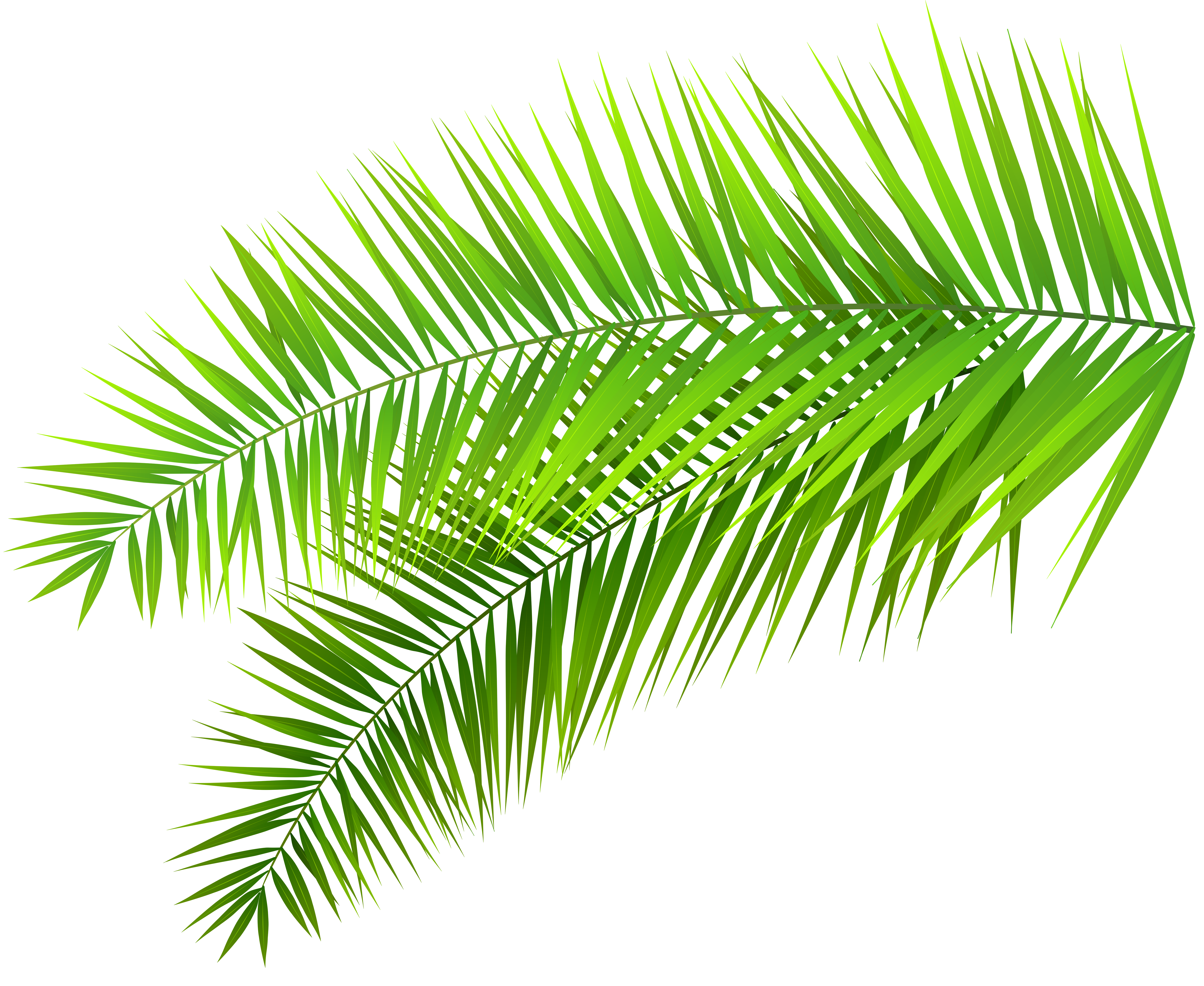 Palm Leaves Decoration PNG Clip Art Image | Gallery Yopriceville ...