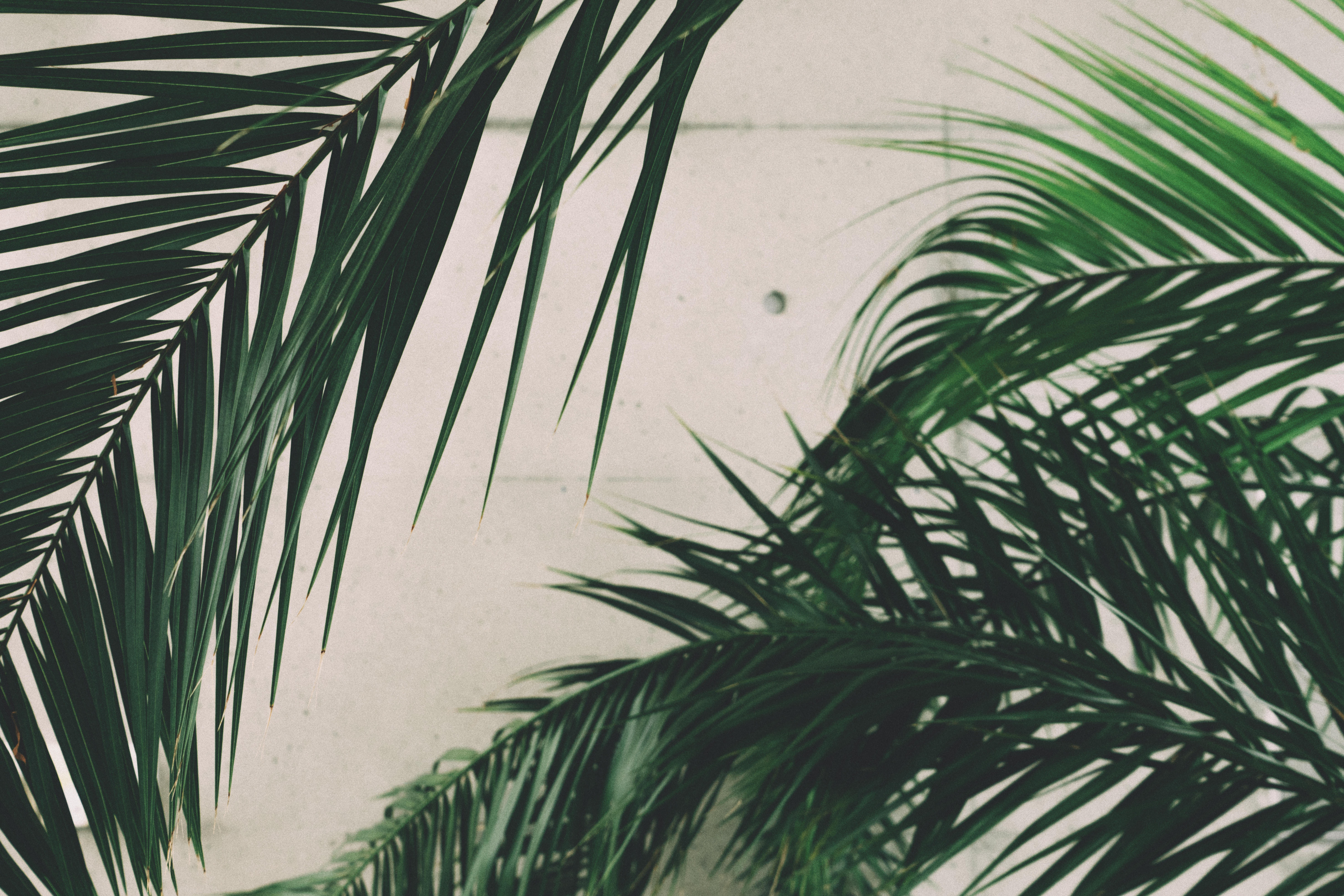 1000+ Engaging Palm Leaves Photos · Pexels · Free Stock Photos