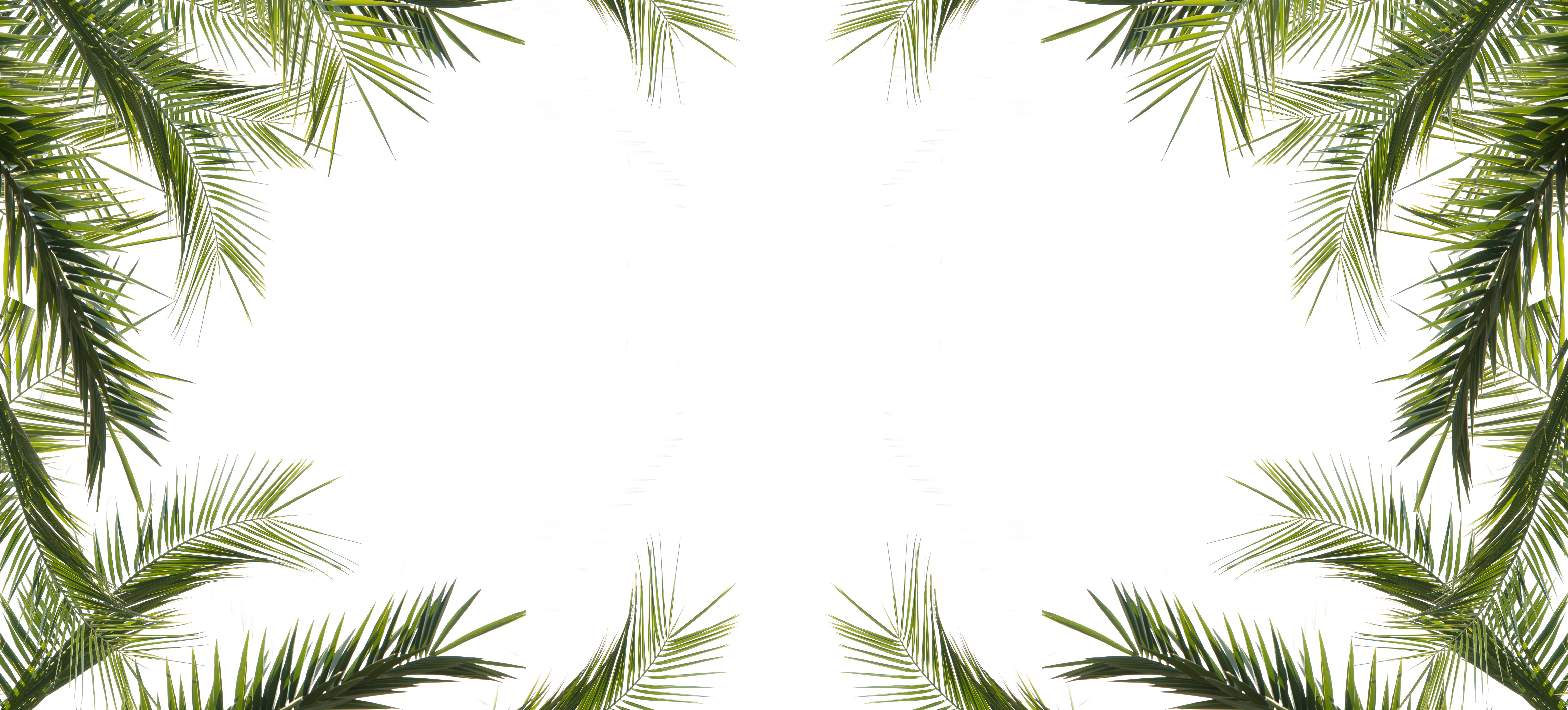 Palm Leaves, Palm Leaves