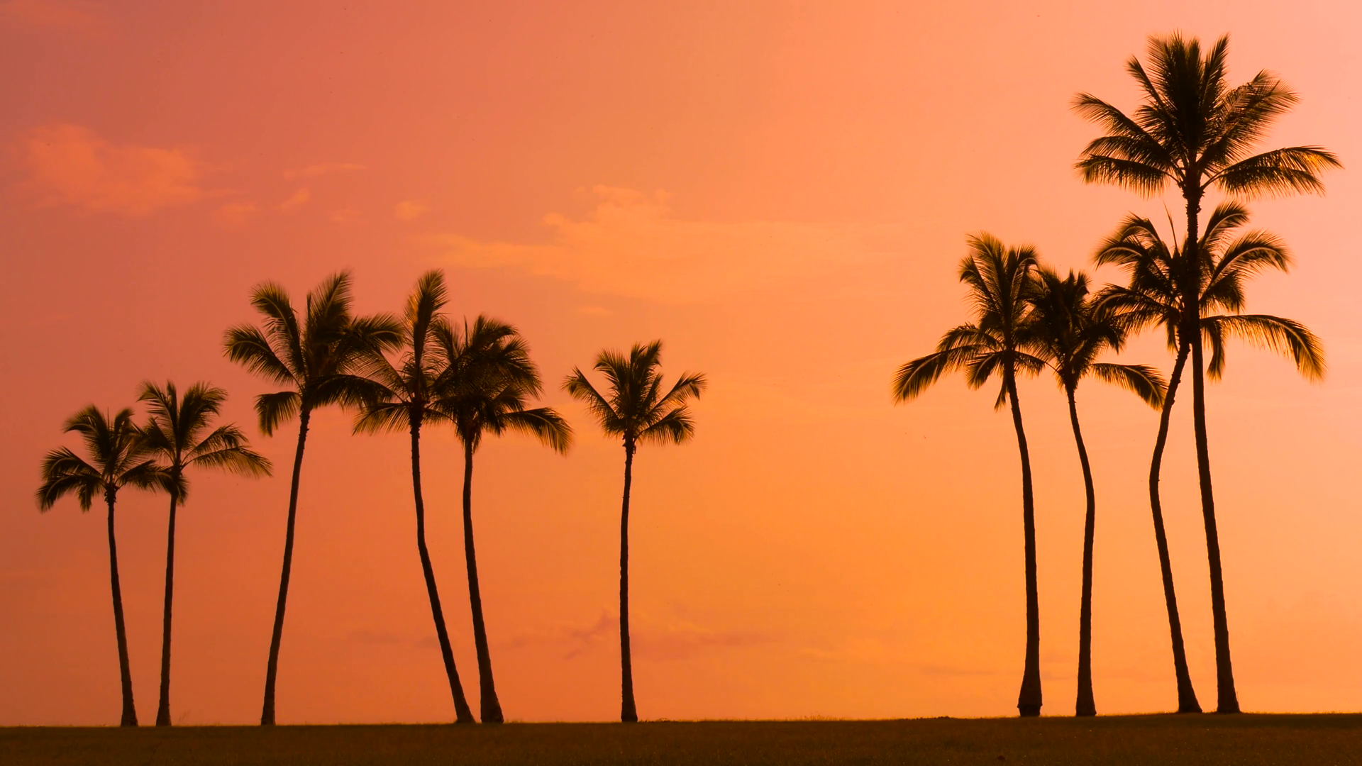 Tropical sunset sky with palm trees silhouette in Hawaii Stock Video ...