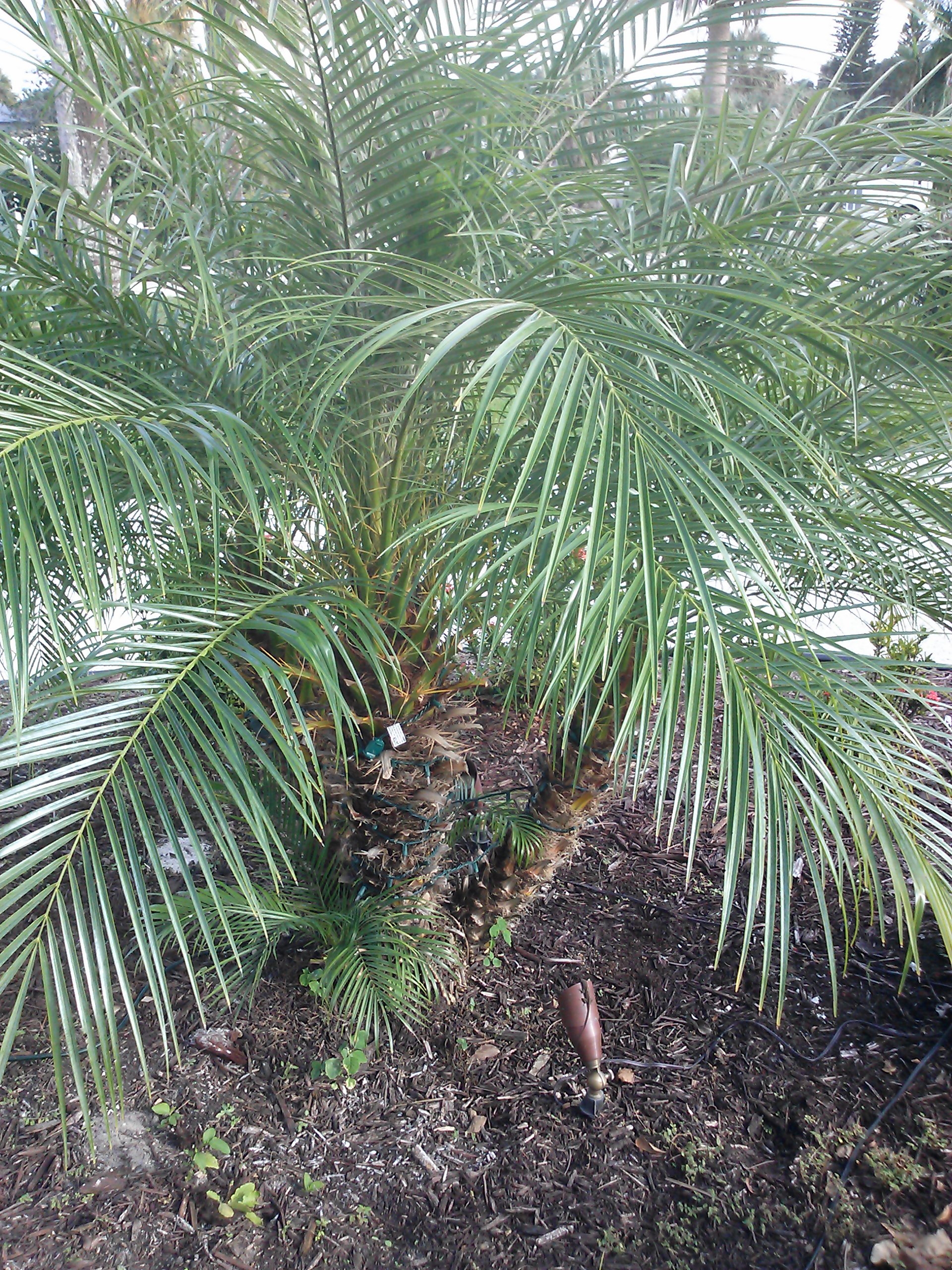 Pygmy Date Palm – Friend or Foe « The Shrub Queen