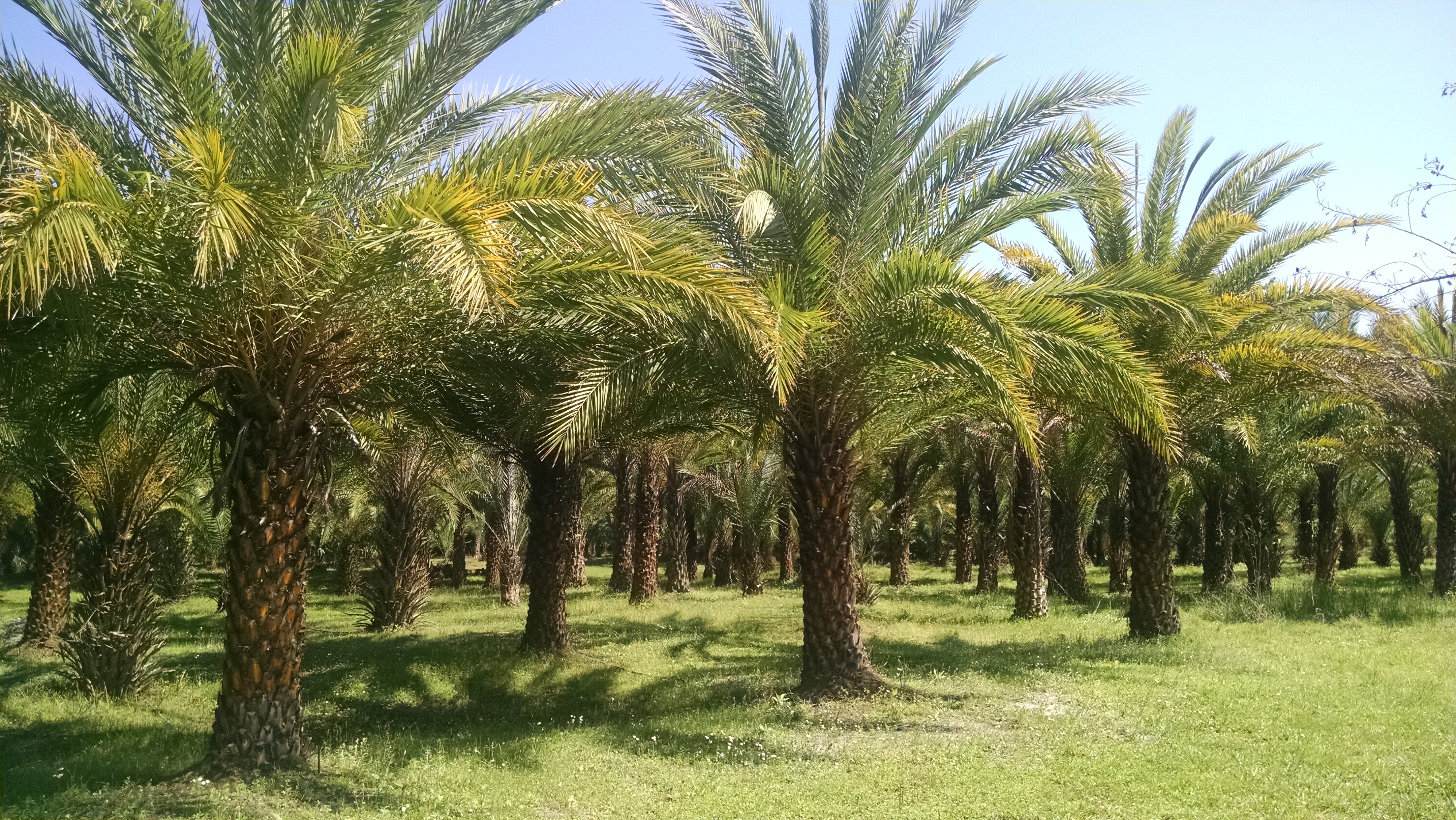 Sylvester Palm Tree – Hardy Palm Tree Farm