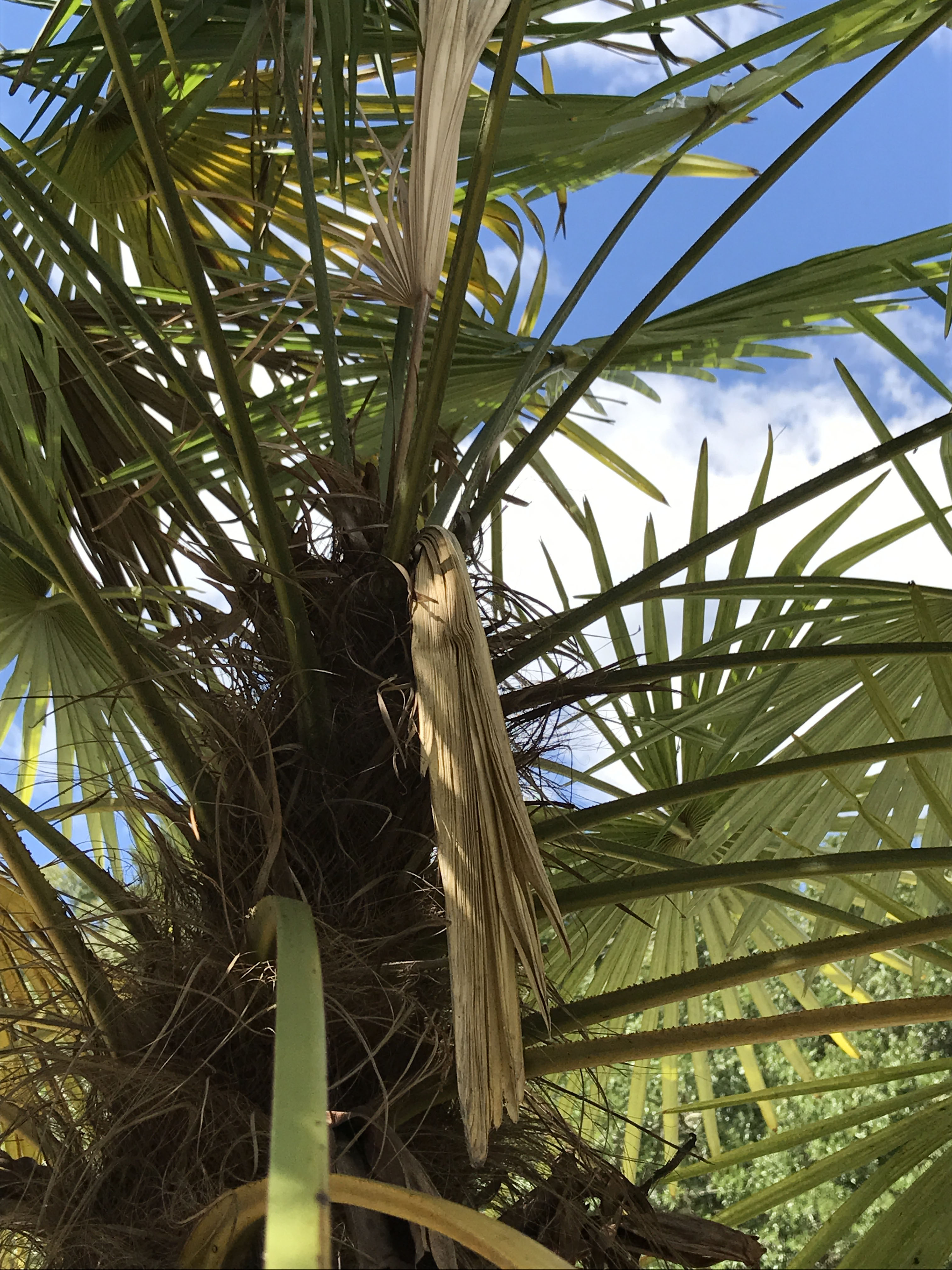 Deadly disease reported in Chinese windmill palm trees