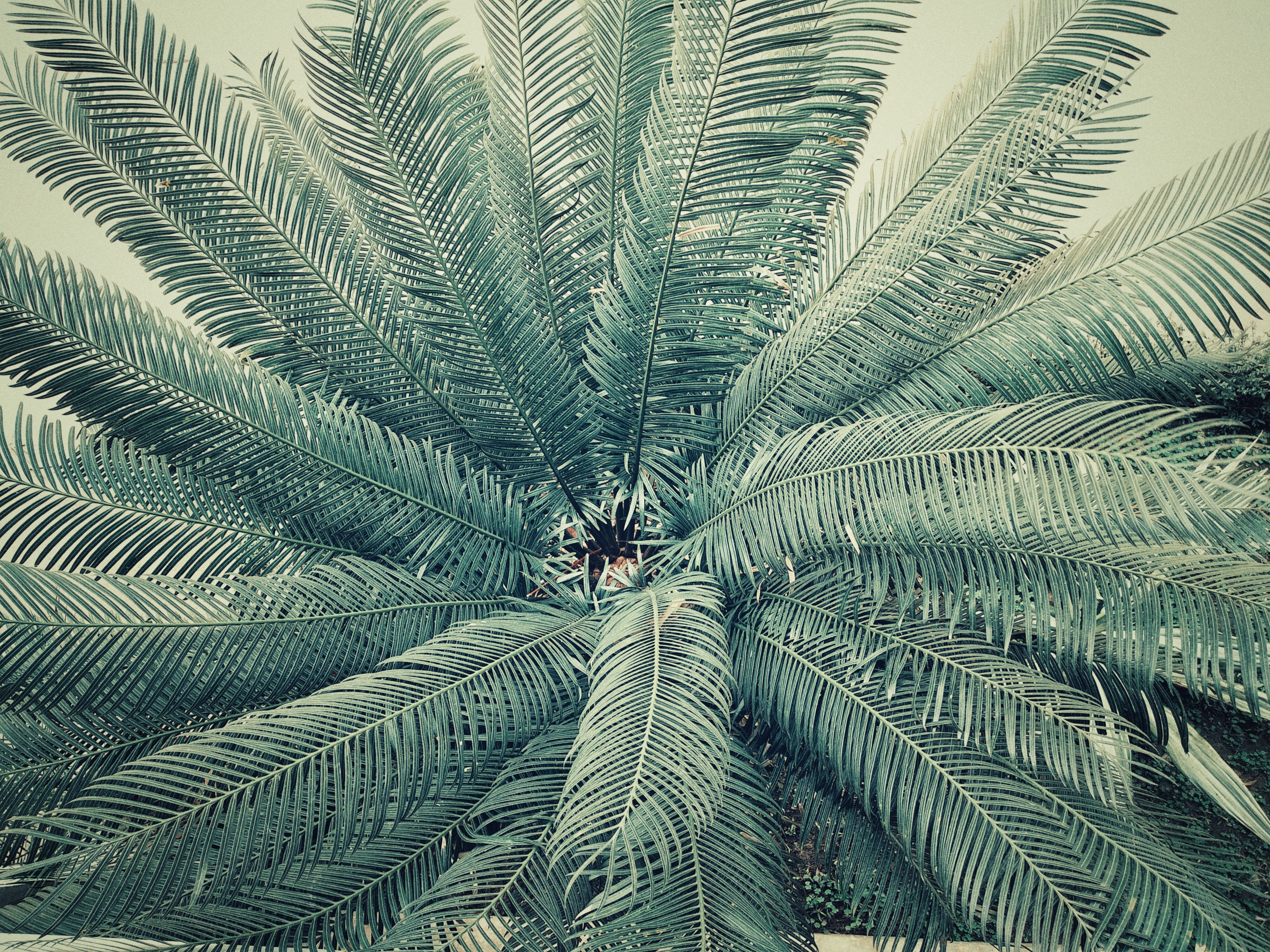 Palm Tree, Abstract, Palm, Tree, Travel, HQ Photo