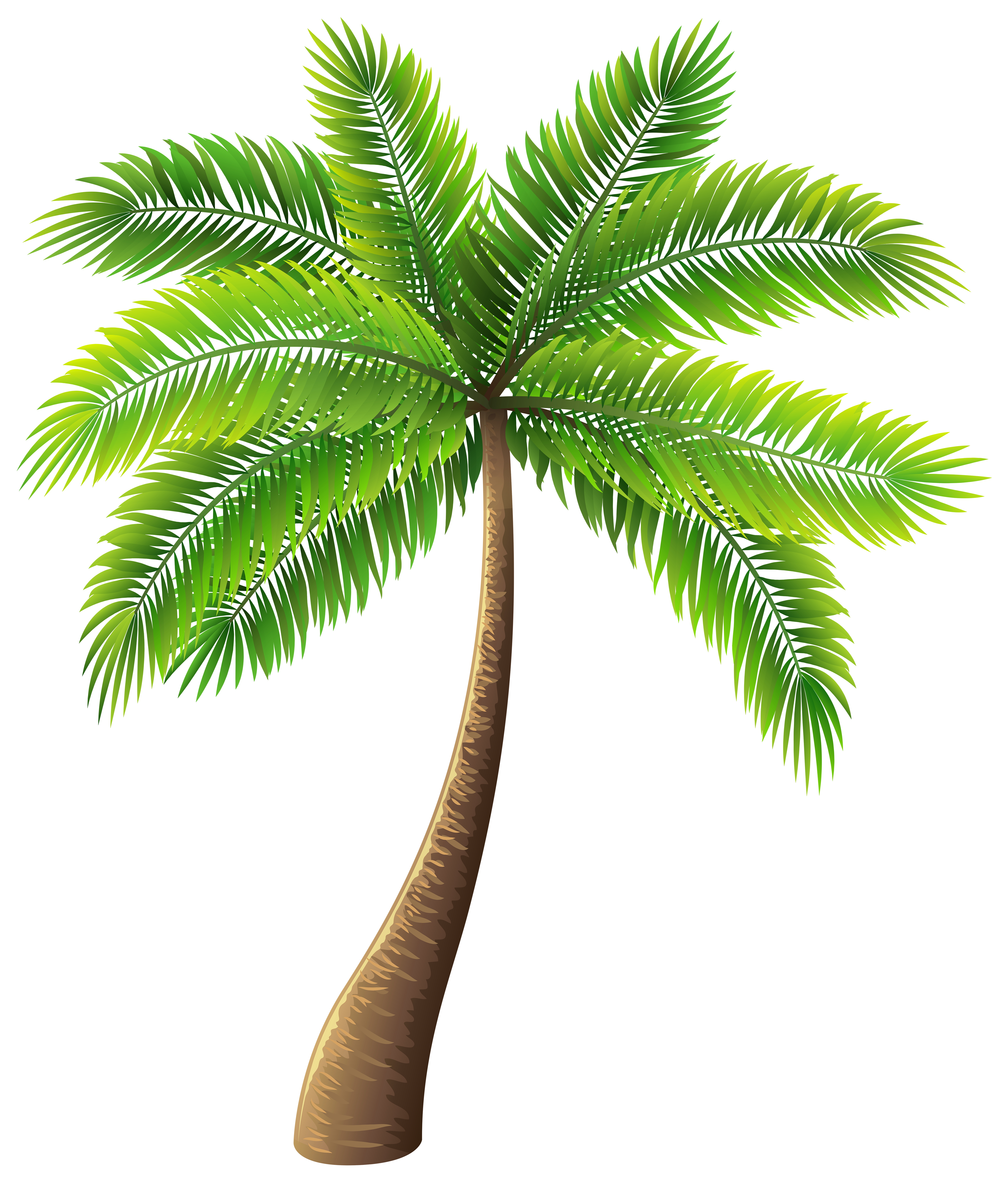 Palm Tree PNG Clip Art - Best WEB Clipart