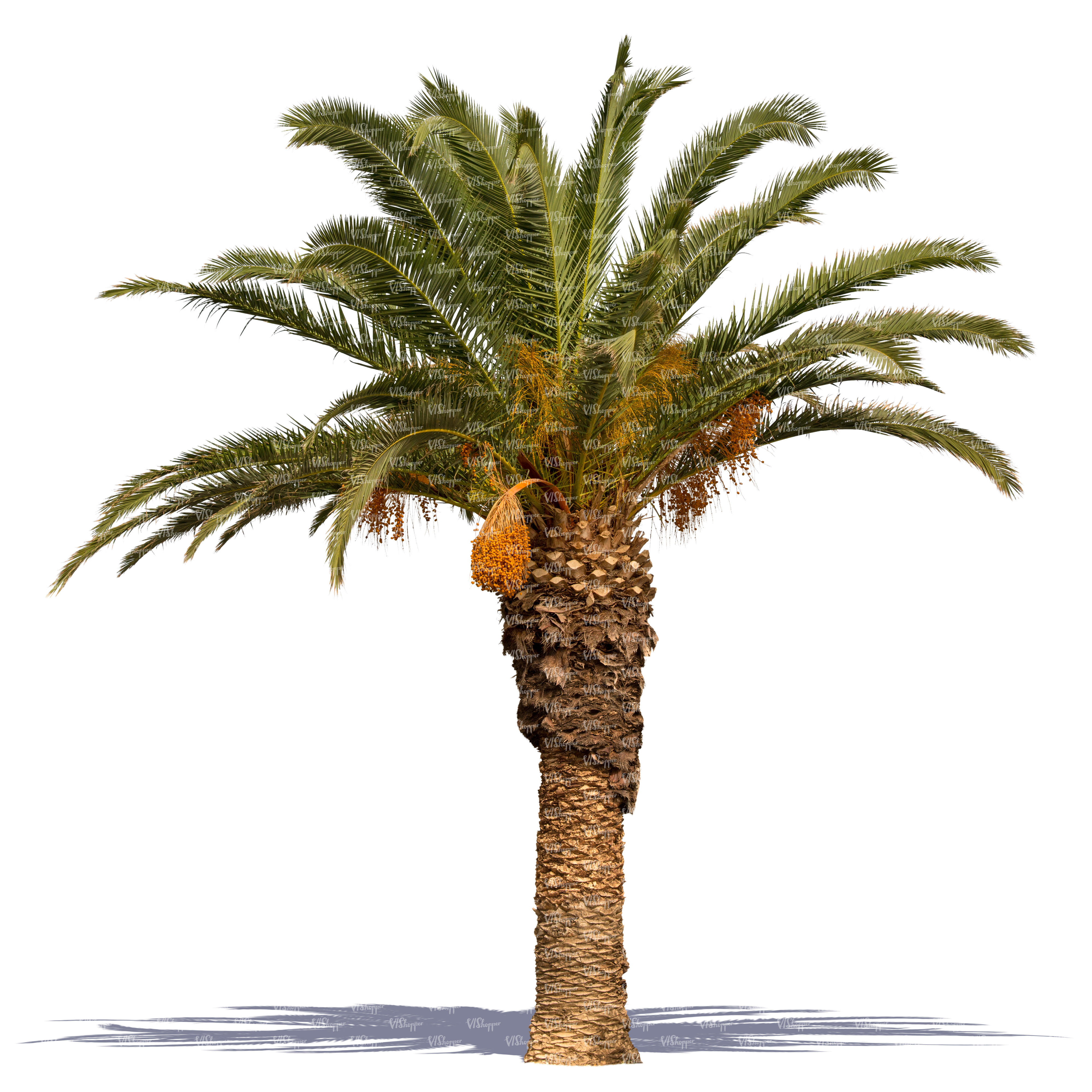 cut out palm tree in sunlight - cut out trees and plants - VIShopper