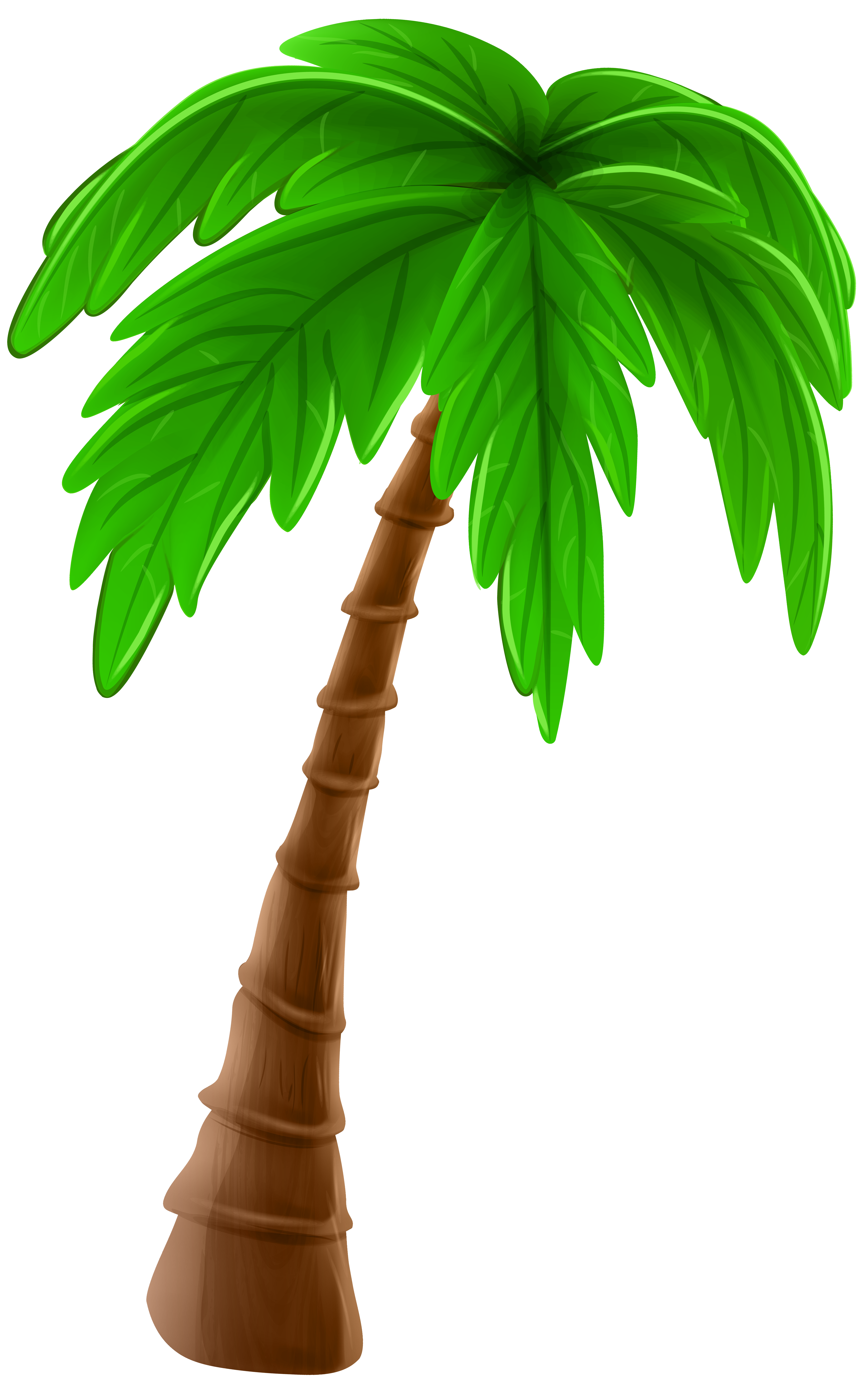 Palm tree photo
