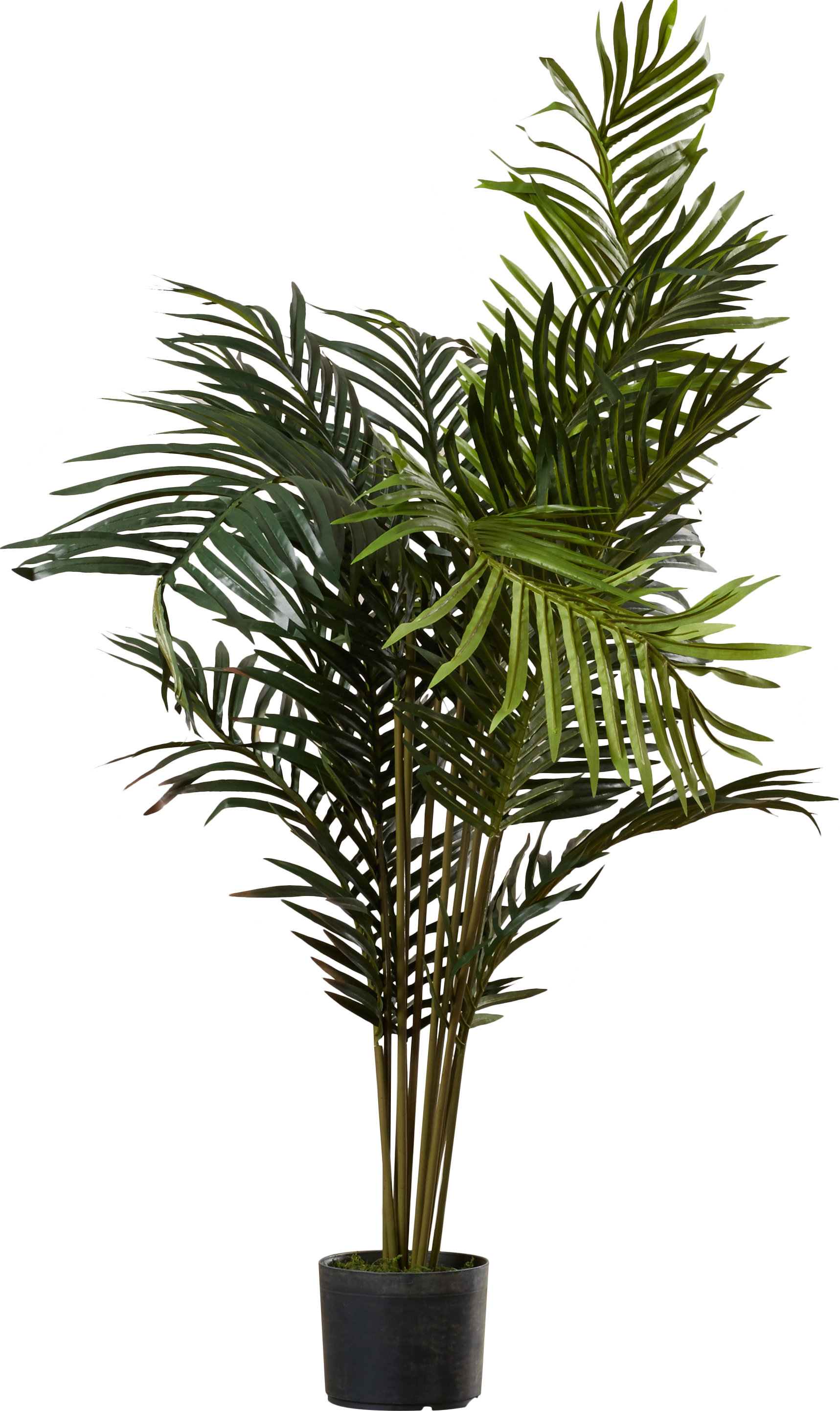 Black Hammock Floor Palm Tree in Pot & Reviews | AllModern