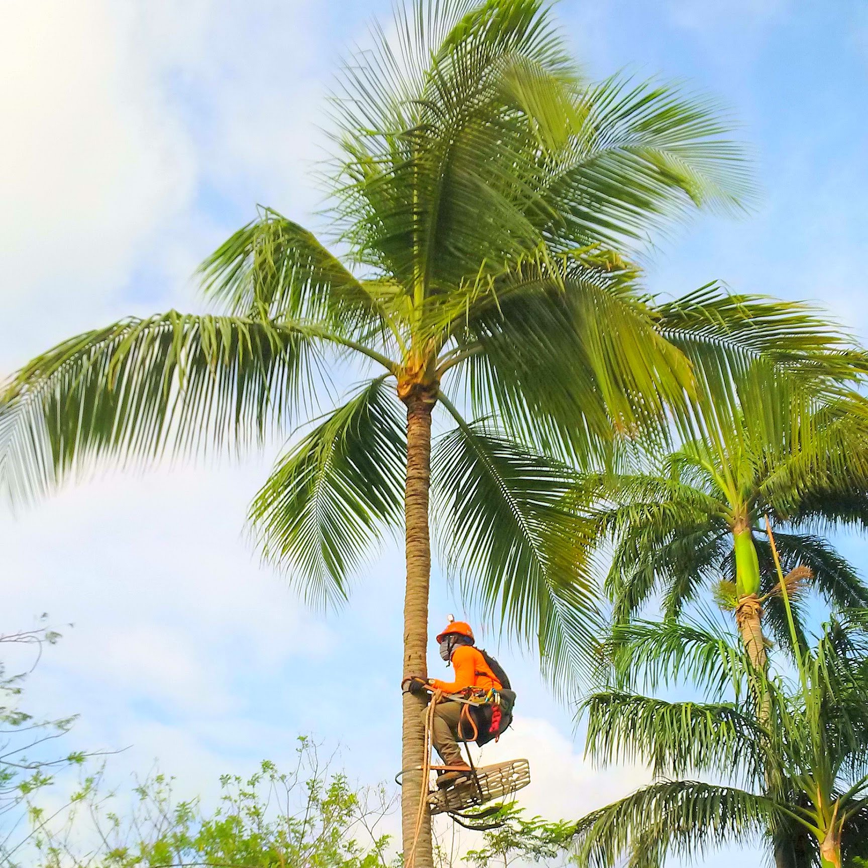 HOW TO TRIM A COCONUT/PALM TREE SPIKELESS - YouTube