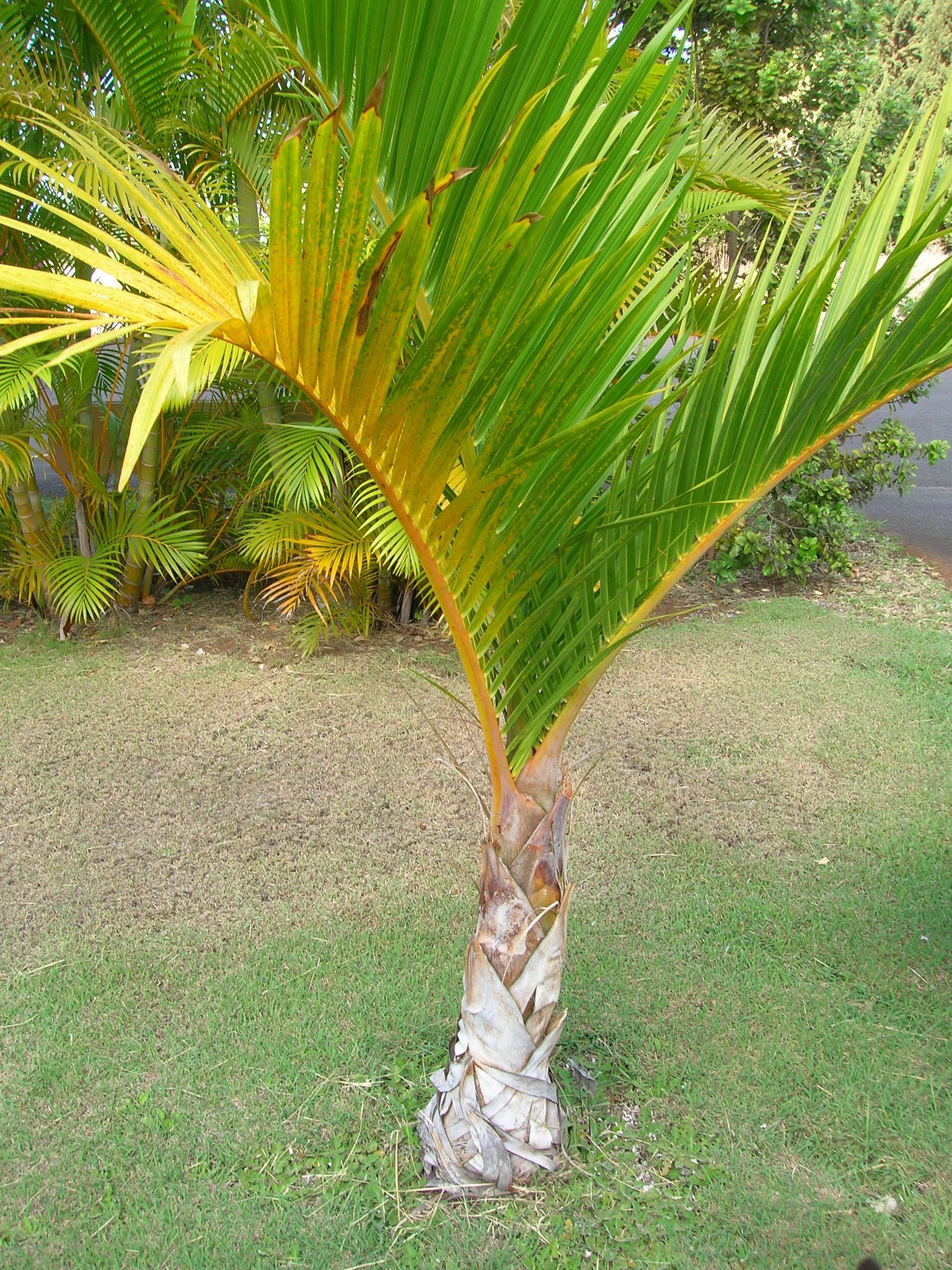 Bottle Palm Tree Care: Learn How To Grow A Bottle Palm Tree