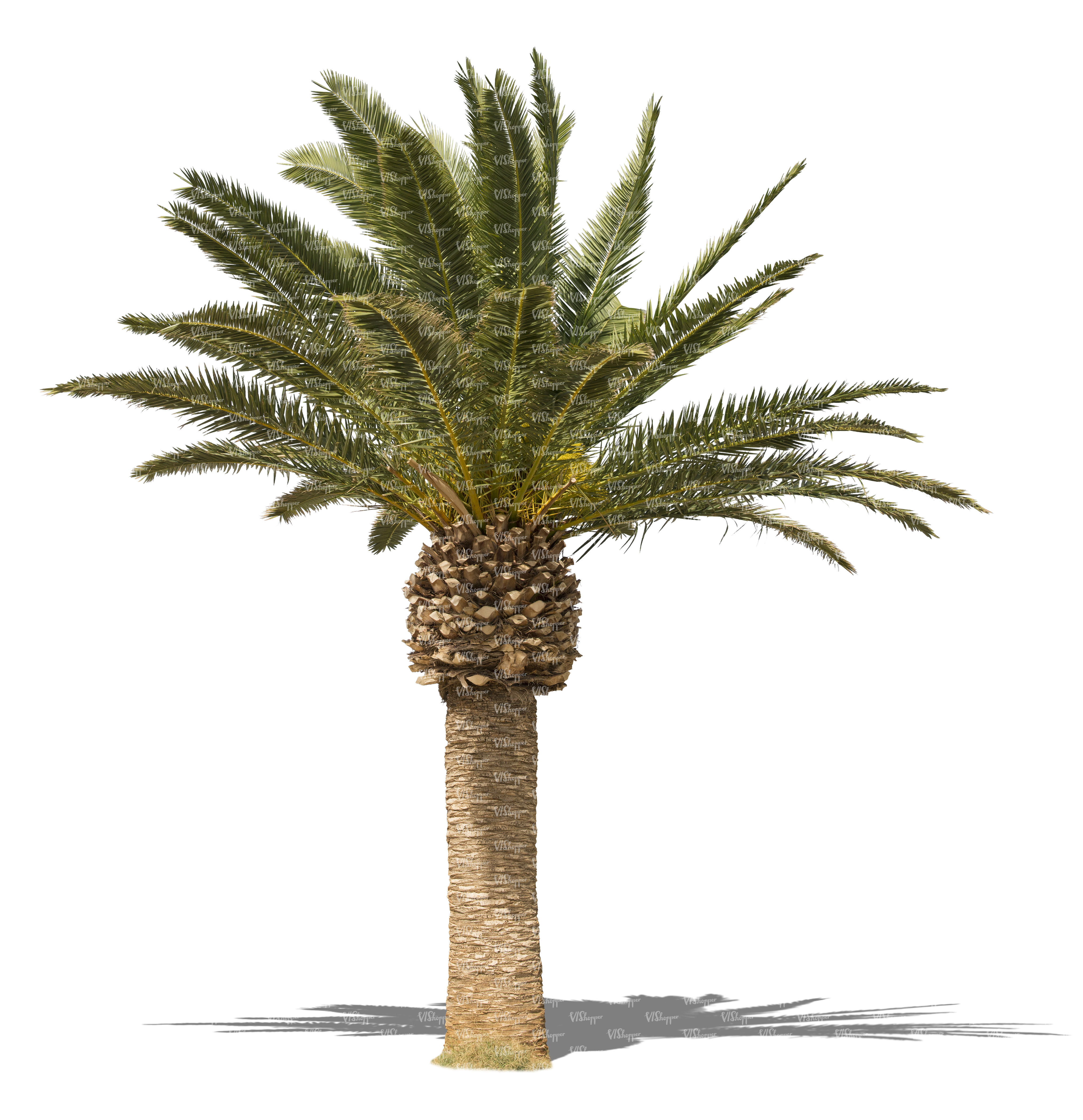 cut out small palm tree - cut out trees and plants - VIShopper
