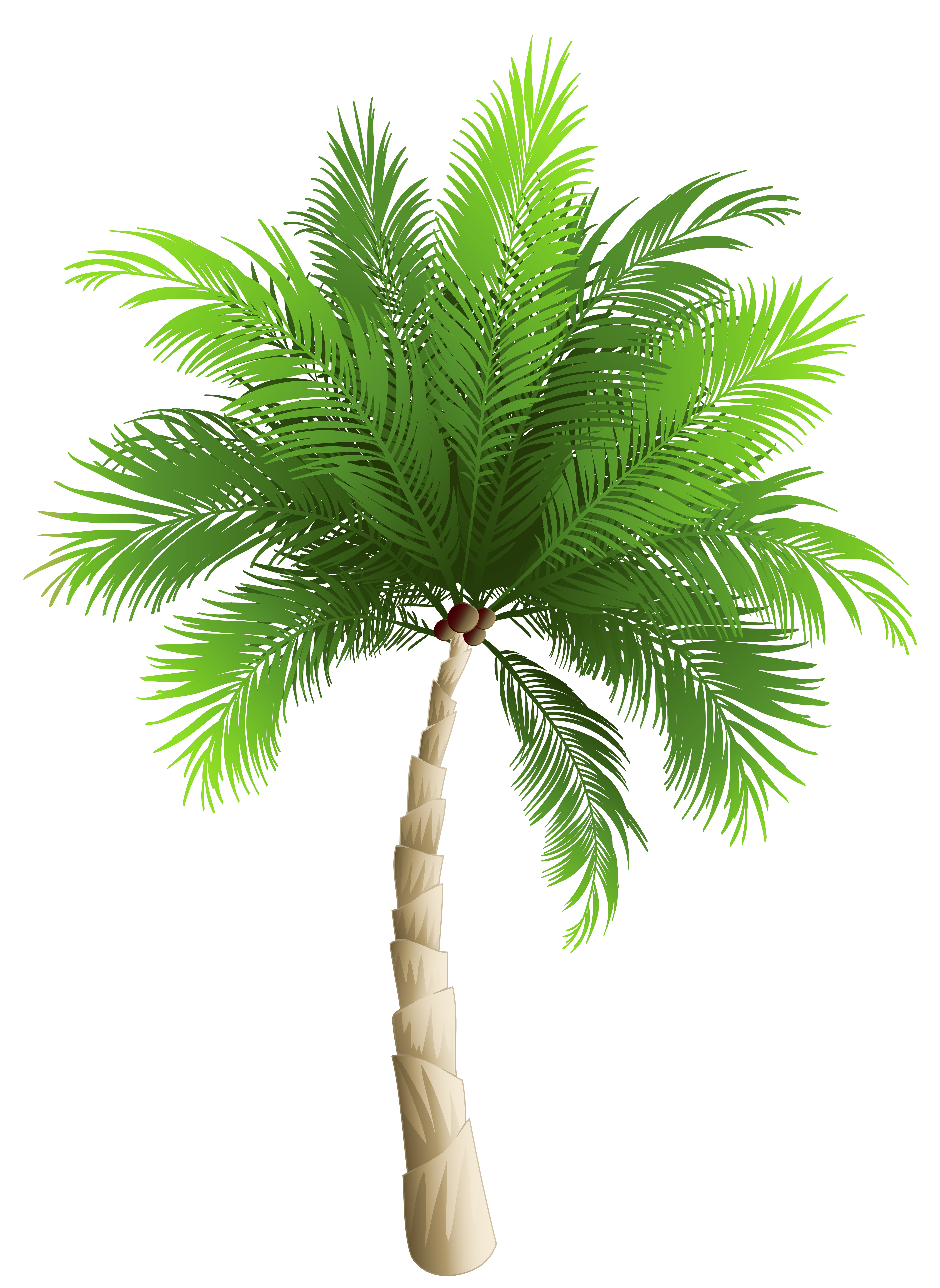 Palm Tree PNG Clipart Image | SANDRO | Pinterest | Clipart images ...
