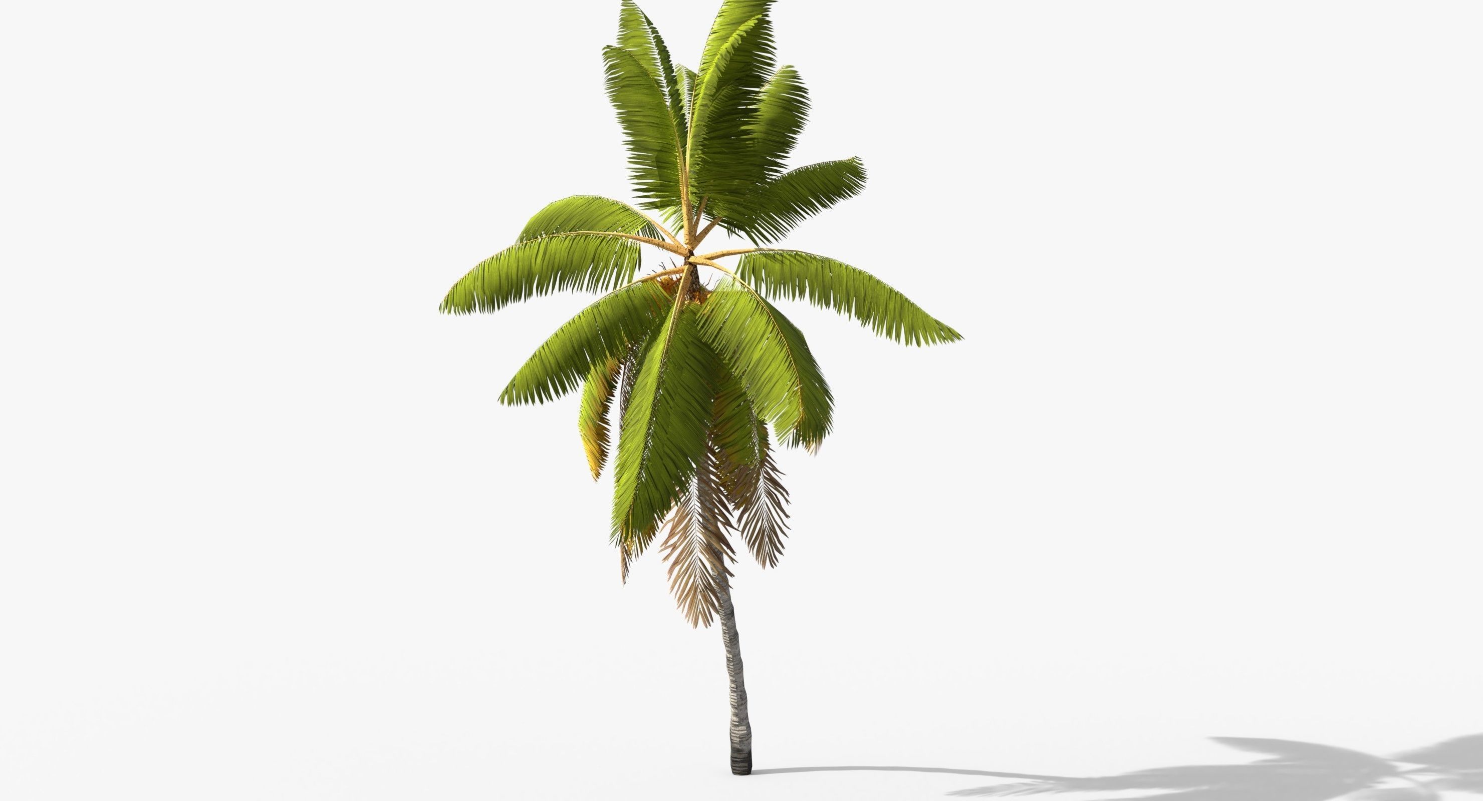 3D asset Coconut Palm Tree 1581 | CGTrader