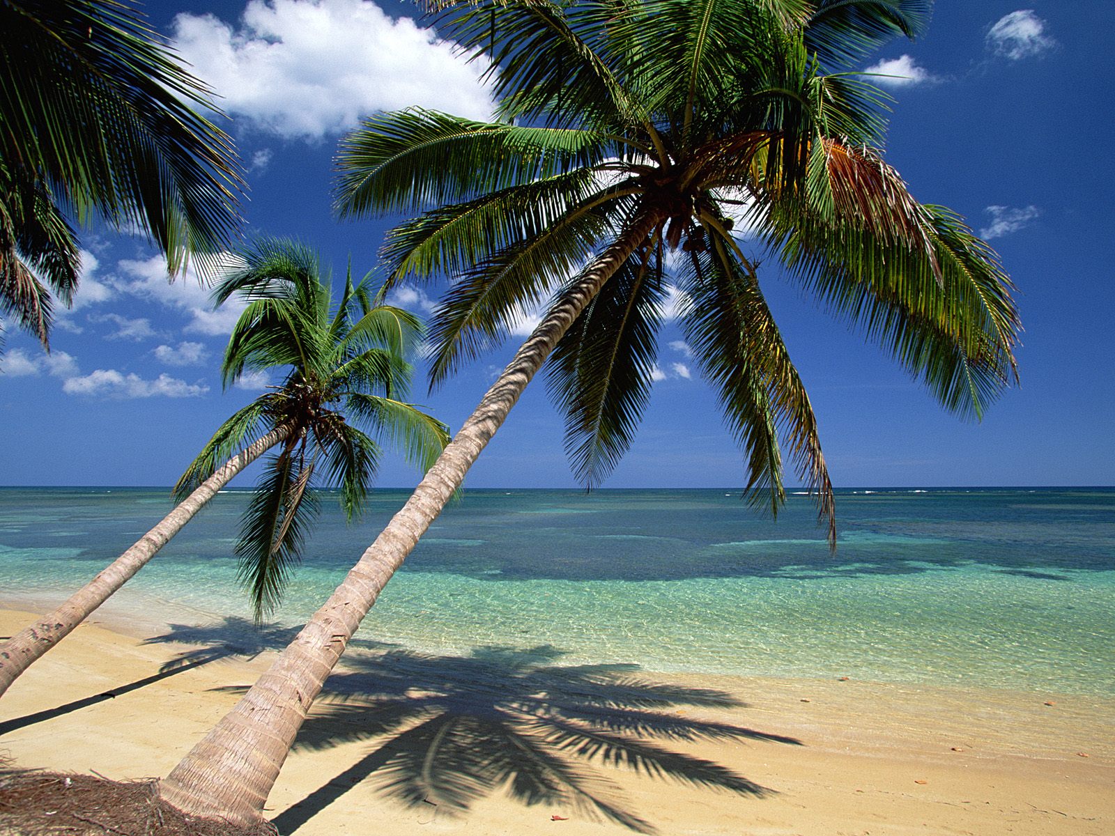 Coconut Palm Tree, Pictures & Facts on Coconut Palm Trees