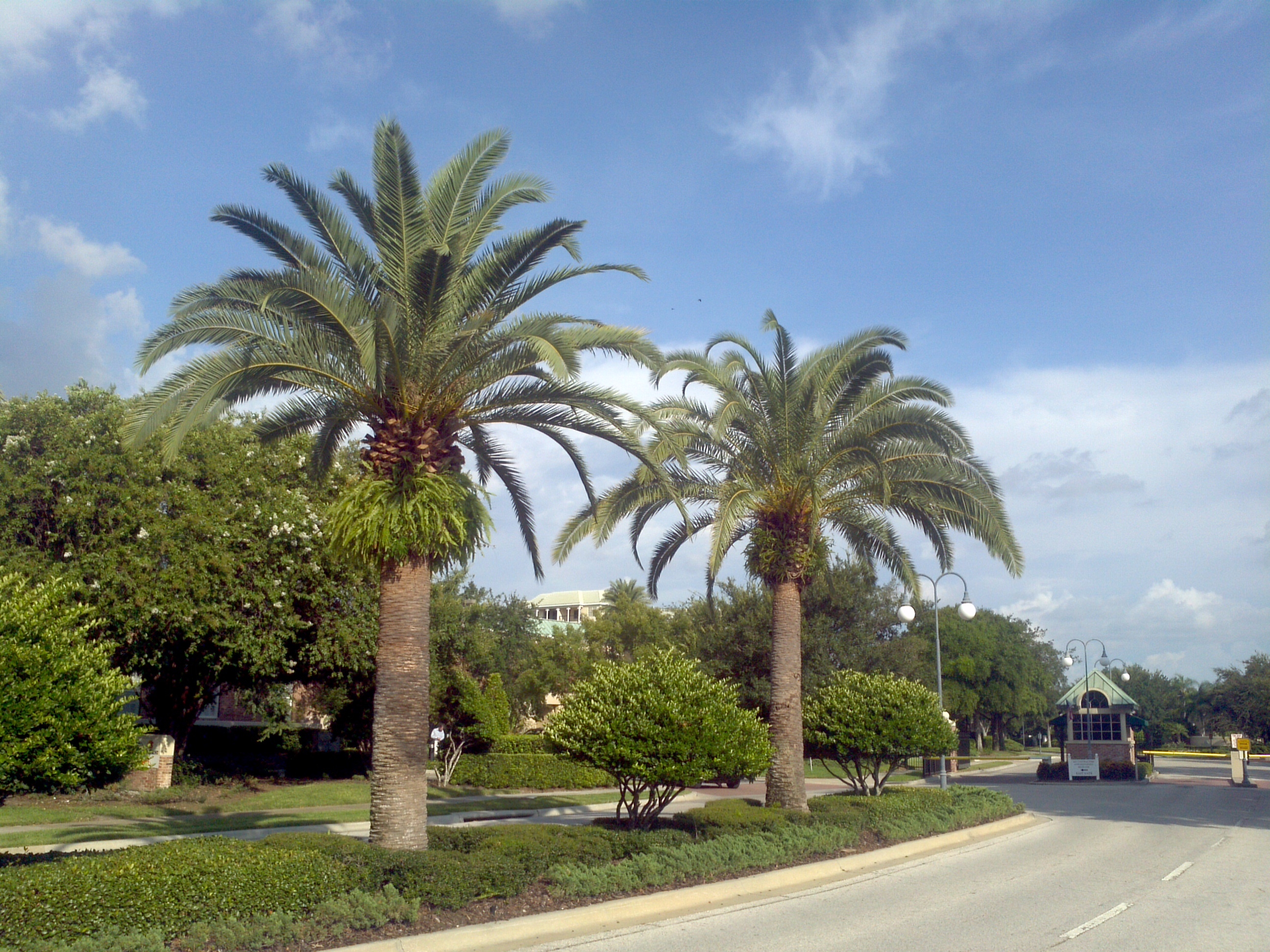 Buy Sylvester Palm Trees, For Sale in Orlando, Kissimmee