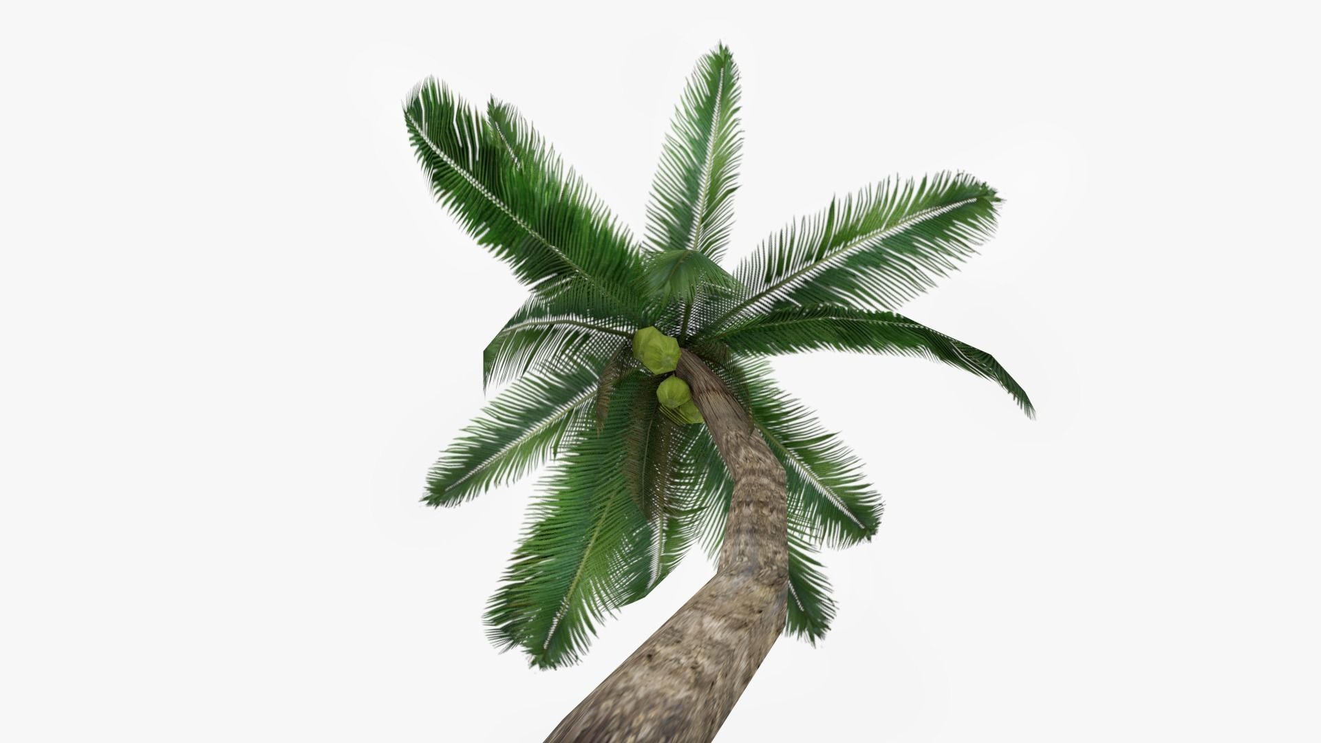 3D asset low-poly Palm tree | CGTrader