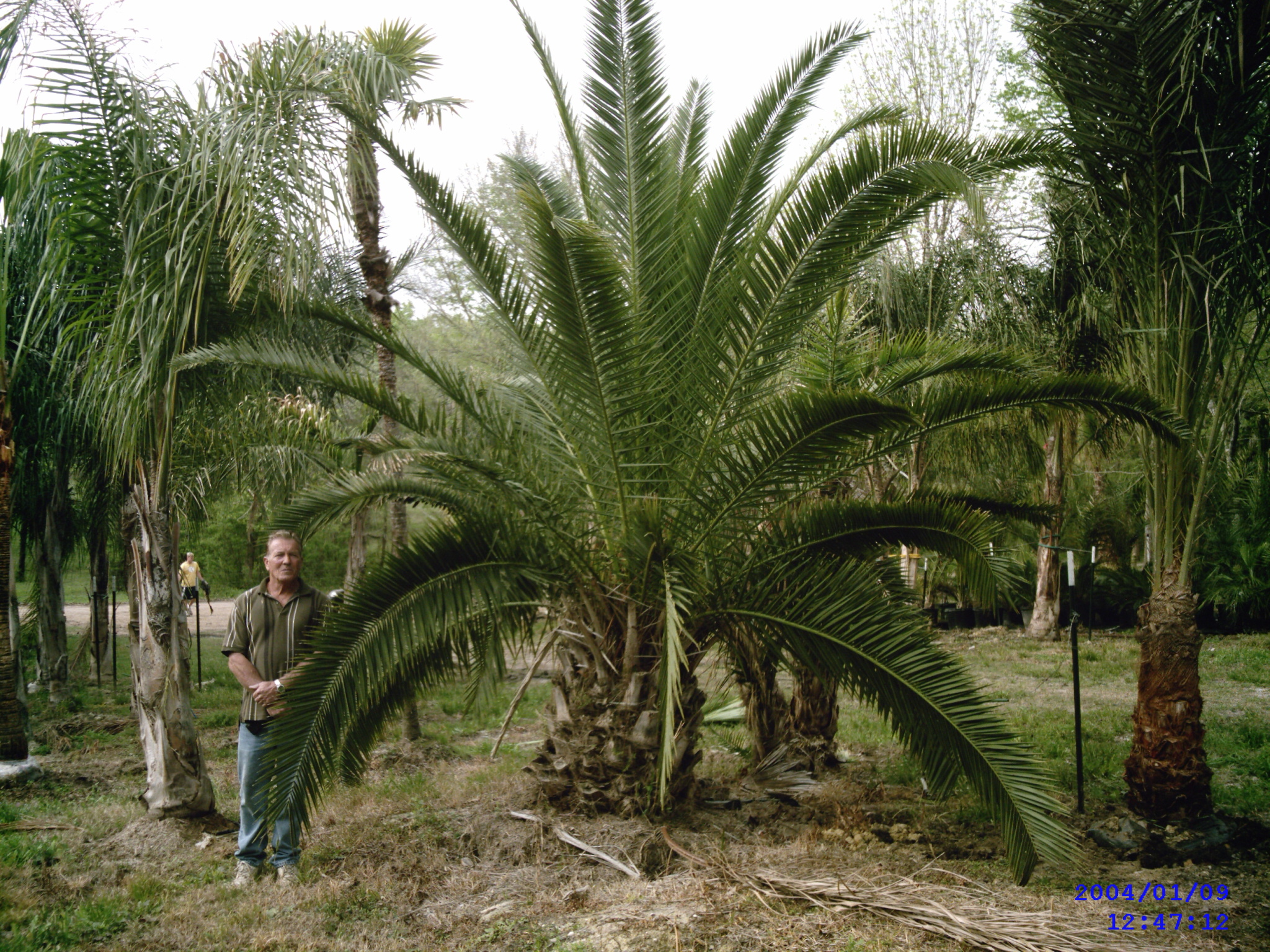 Palm Trees Of Houston Prices, Palm Tree prices, palm tree specials,