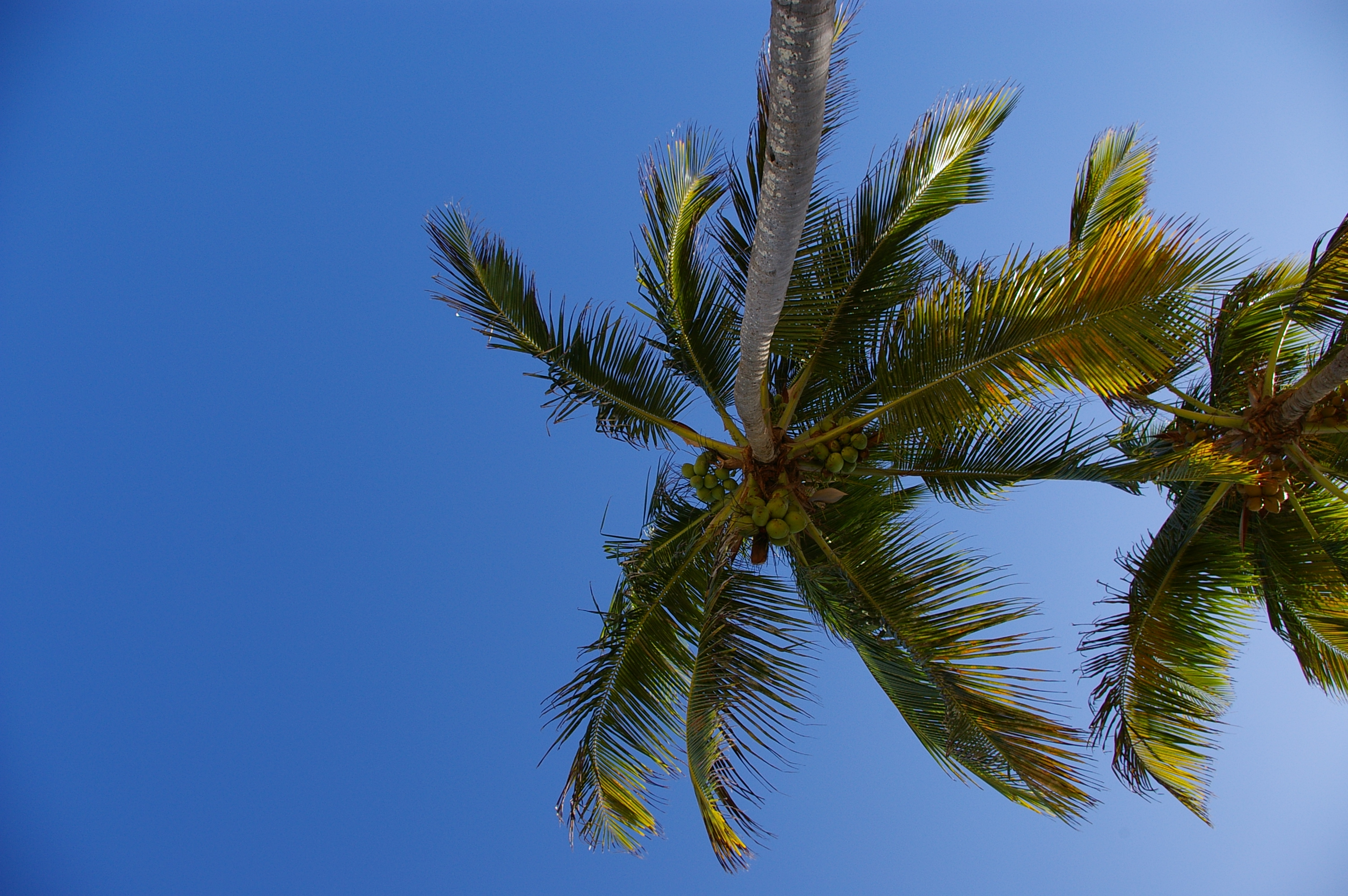 Palm tree against the sky, Beach, Beautiful, Blue, Holiday, HQ Photo
