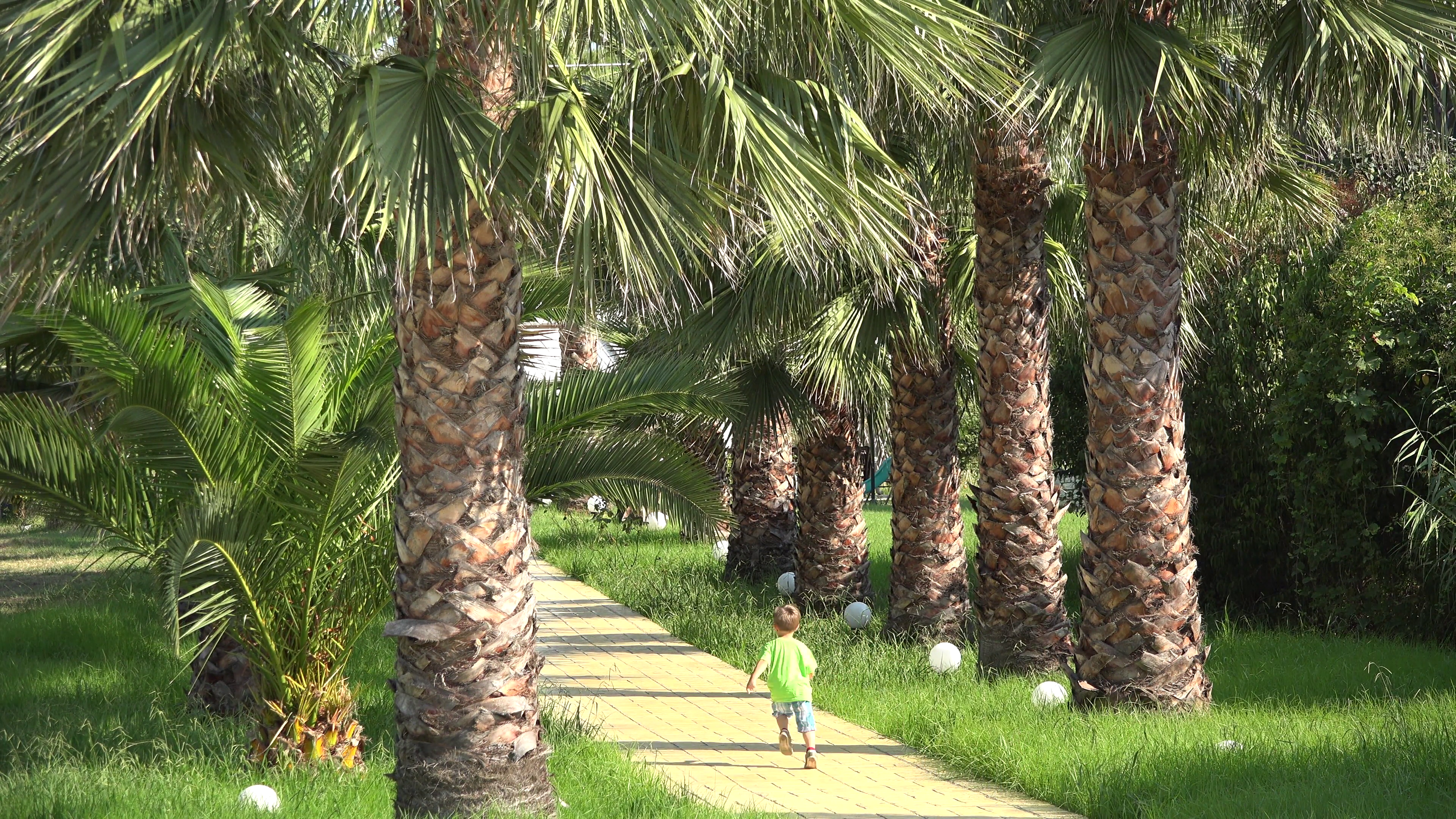 Joyful child running happy on palm tree alley Stock Video Footage ...