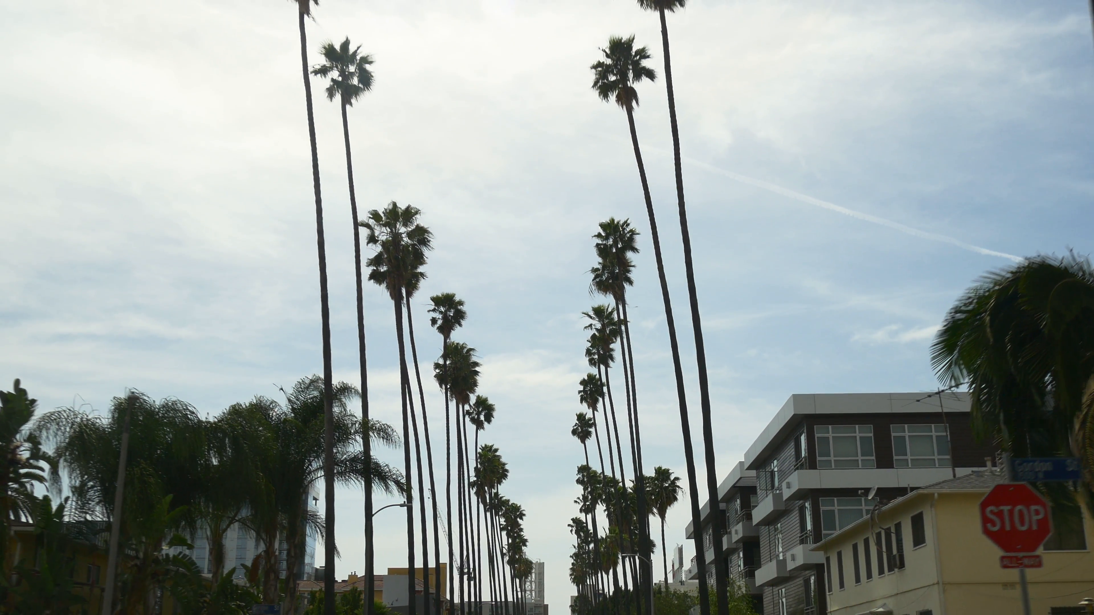 los angeles famous street view palm tree alley road trip panorama 4k ...