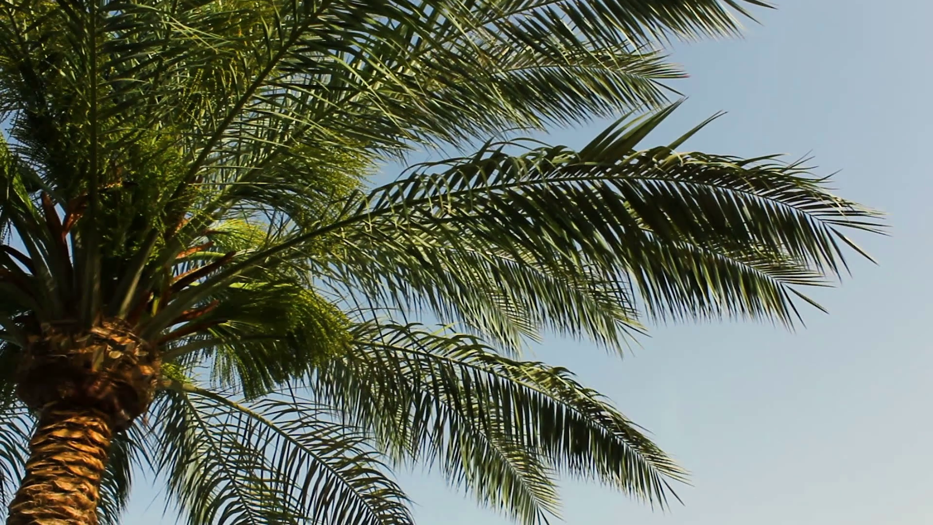 Large green leaves of a palm tree swing from the wind against a blue ...