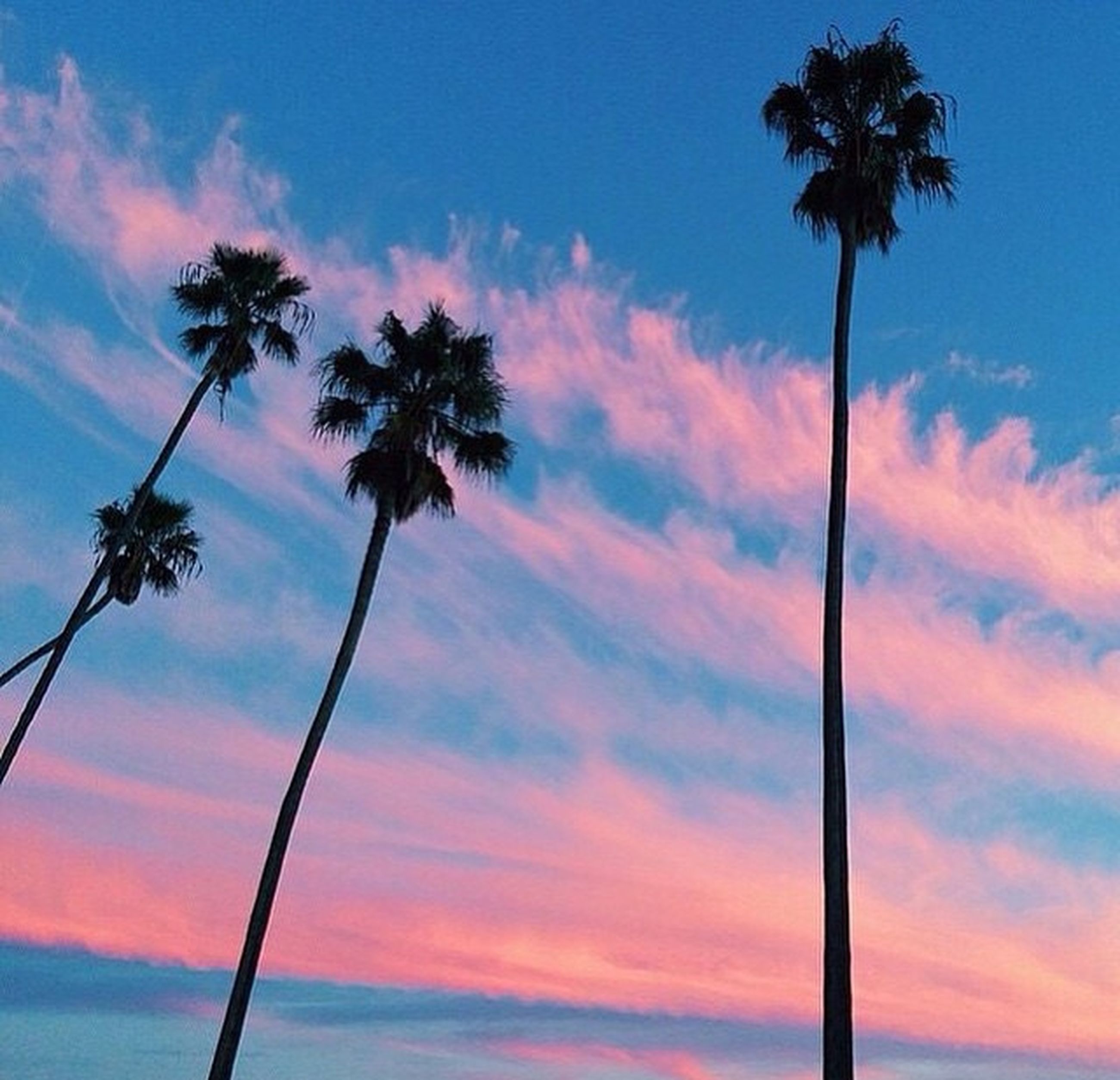 Palm Trees Pink Sky Purple Summer Views | EyeEm