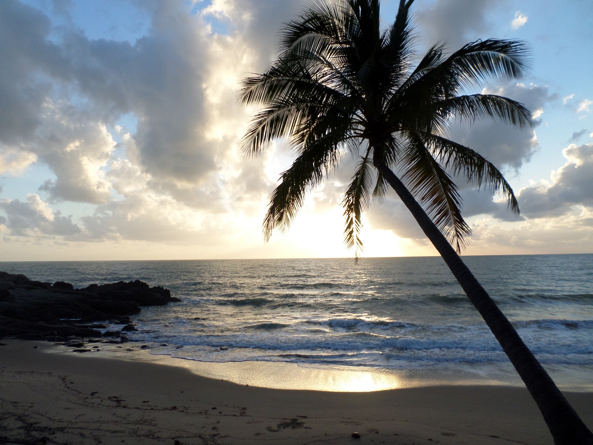 Palm tree on the beach photo