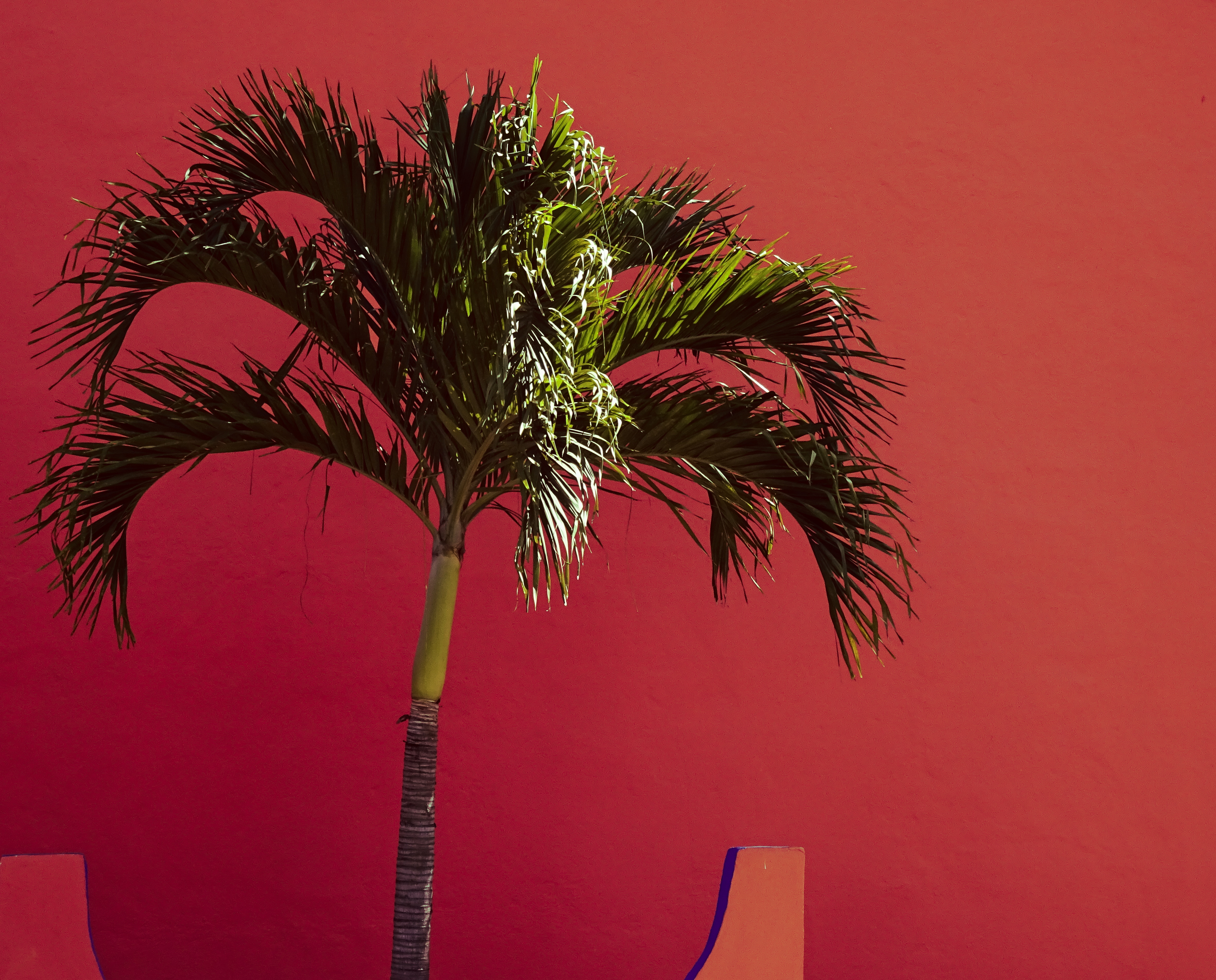 Palm tree Orange background, Building, Color, Nature, Tropical, HQ Photo