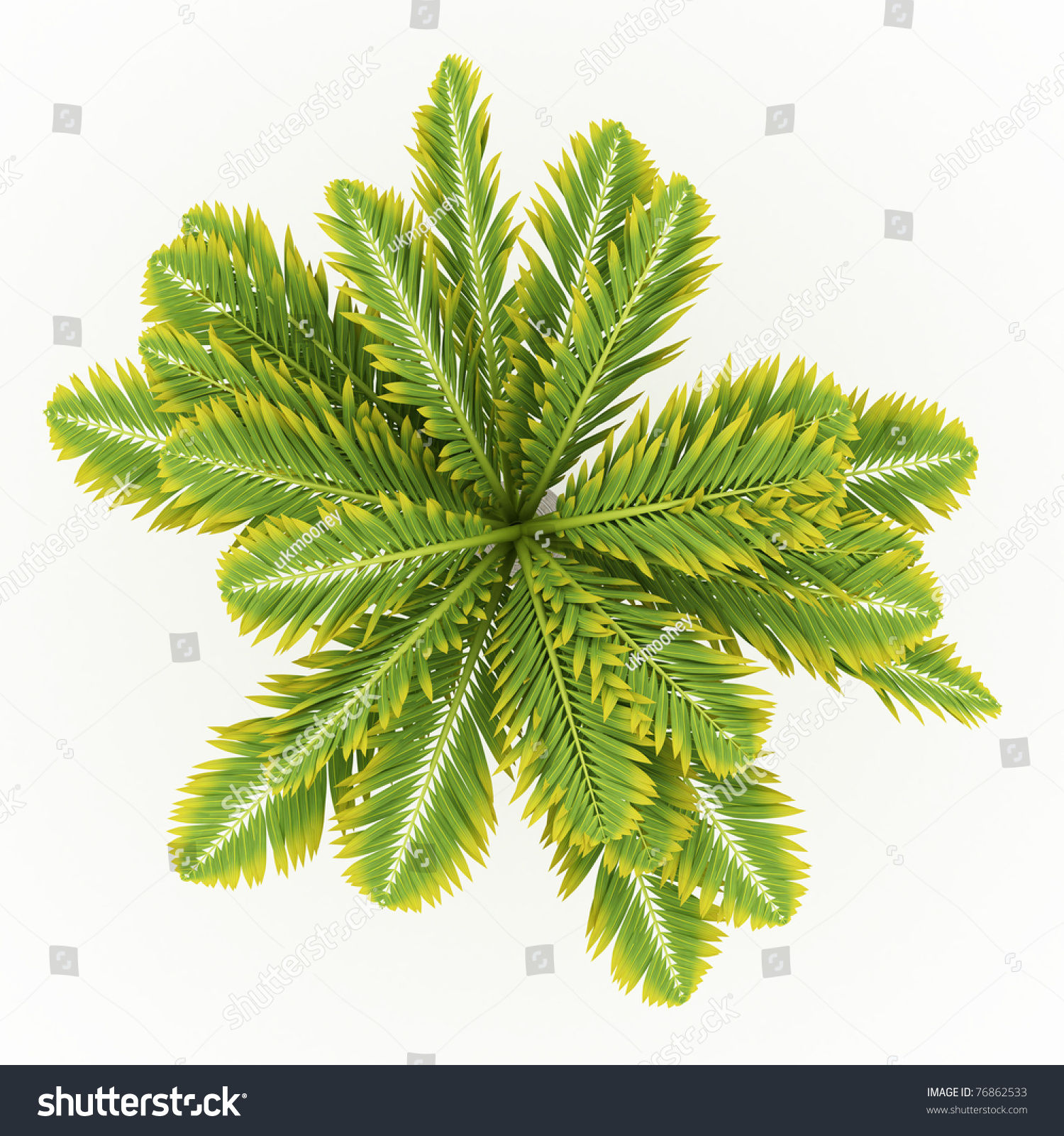 Top View Palm Tree Isolated Over Stock Illustration 76862533 ...