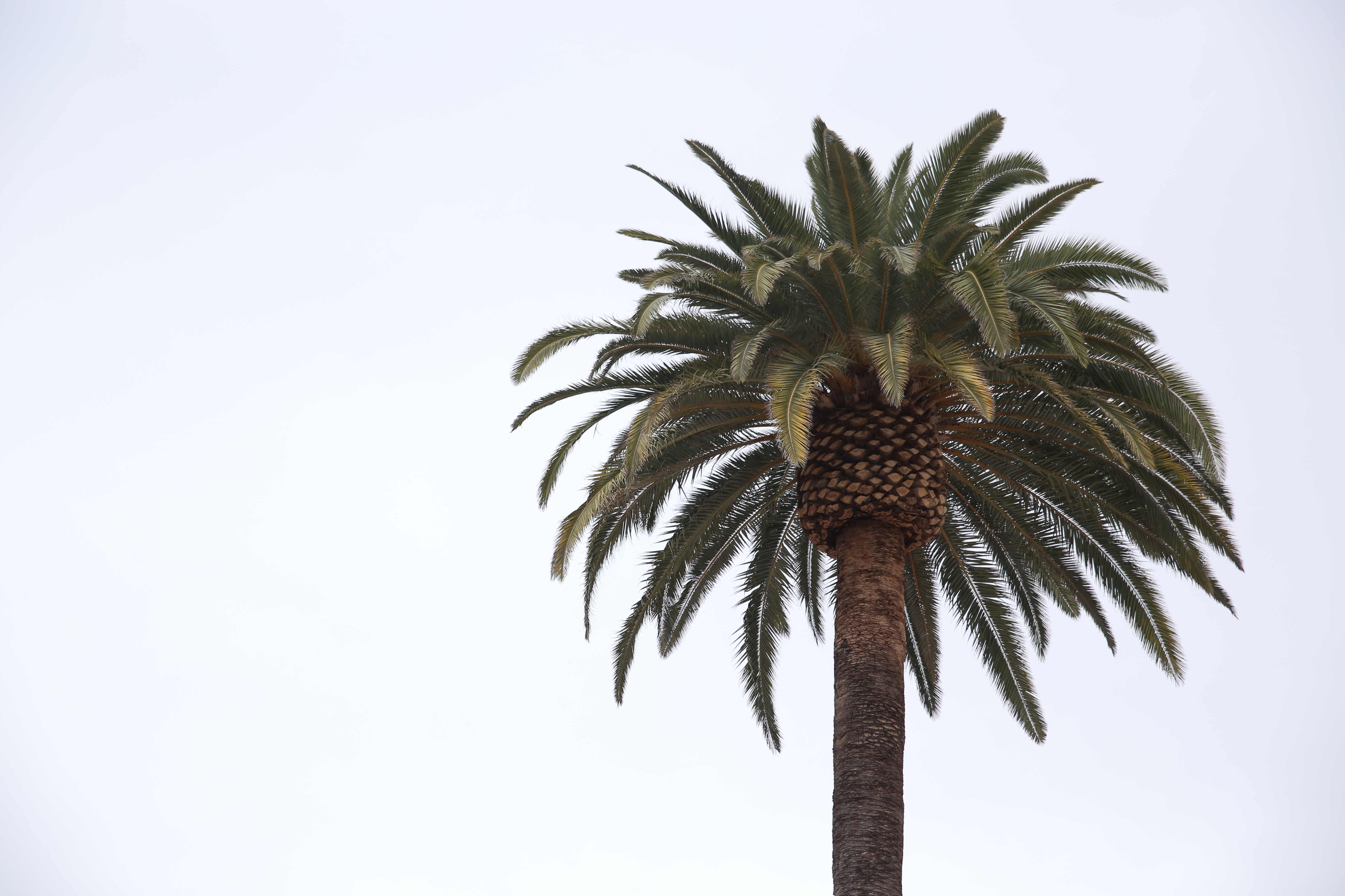 File:Top of Palm Tree.JPG - Wikimedia Commons