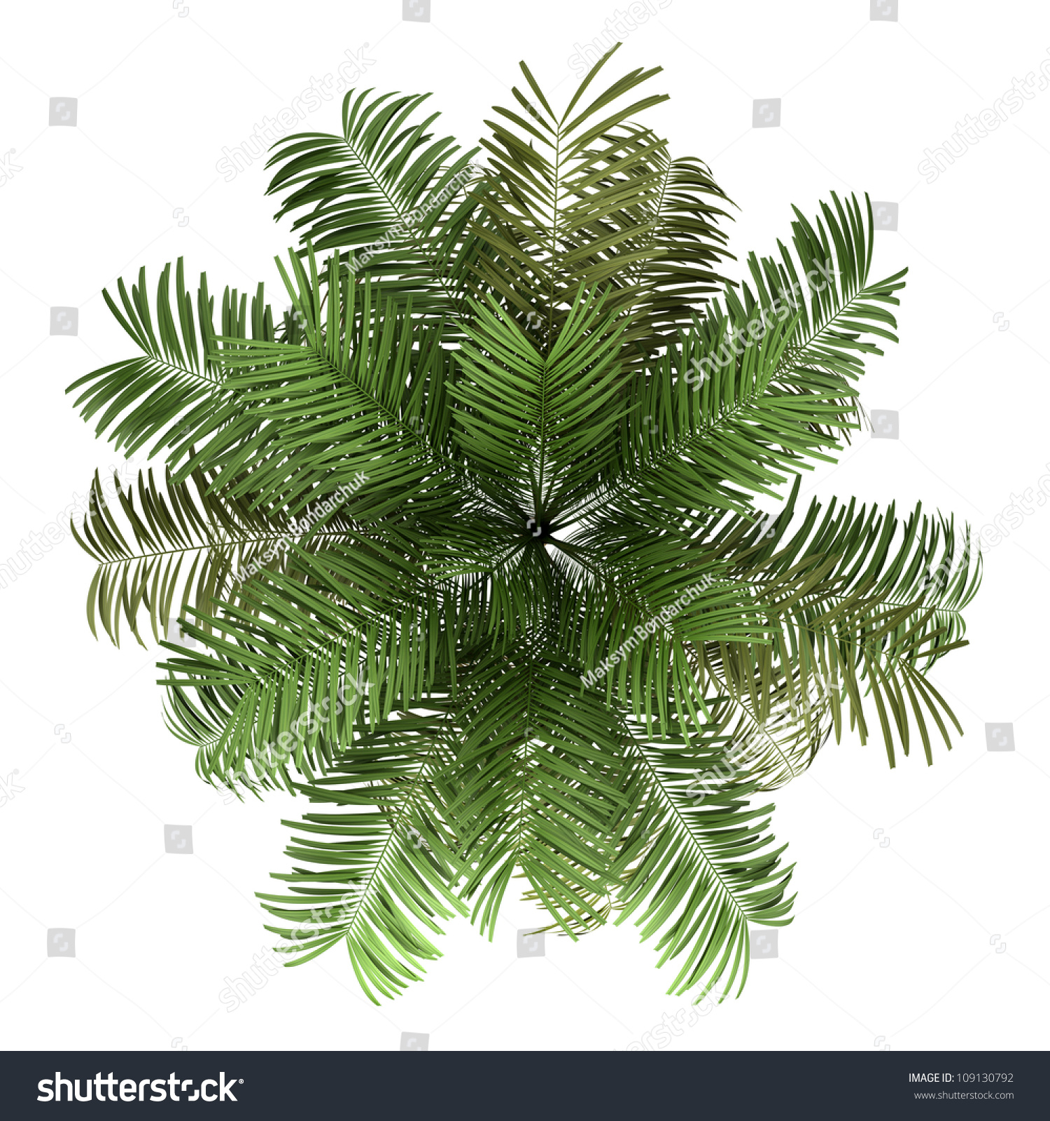 Top View Areca Palm Tree Isolated Stock Illustration 109130792 ...