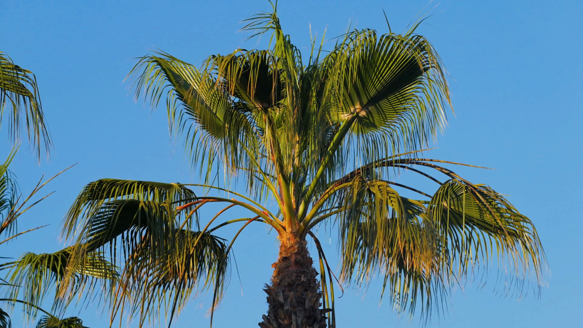 swaying by wind leaves of palm tree, top of palm in sunny day Stock ...