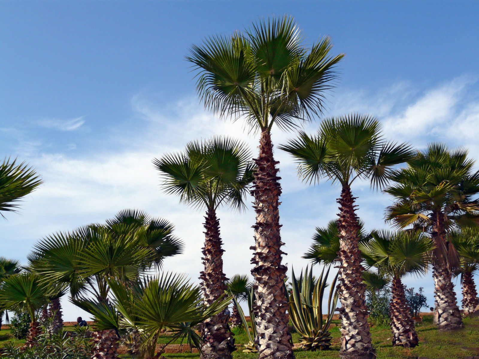 Palm trees photo