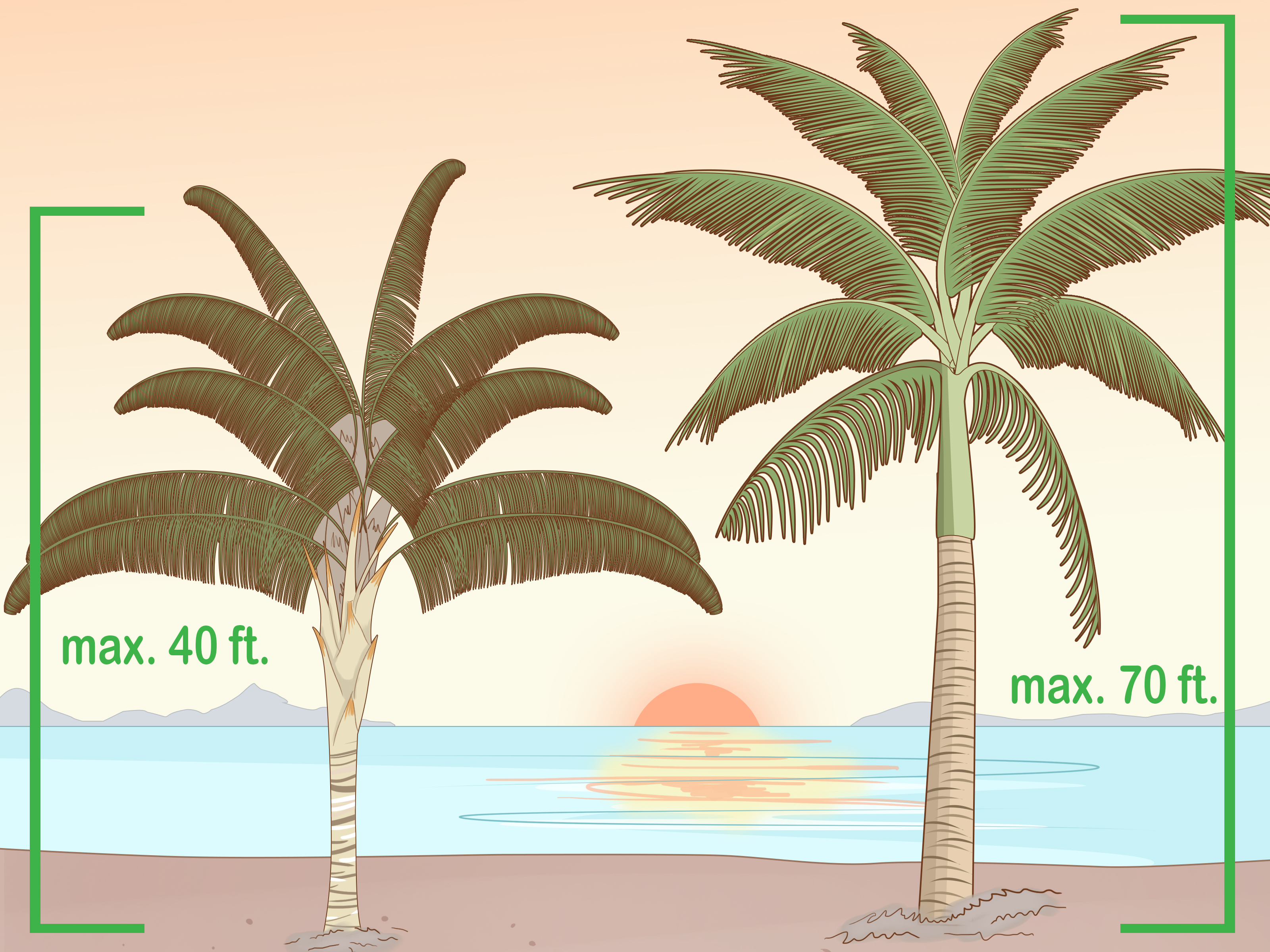 2 Easy Ways to Identify Palm Trees (with Pictures)