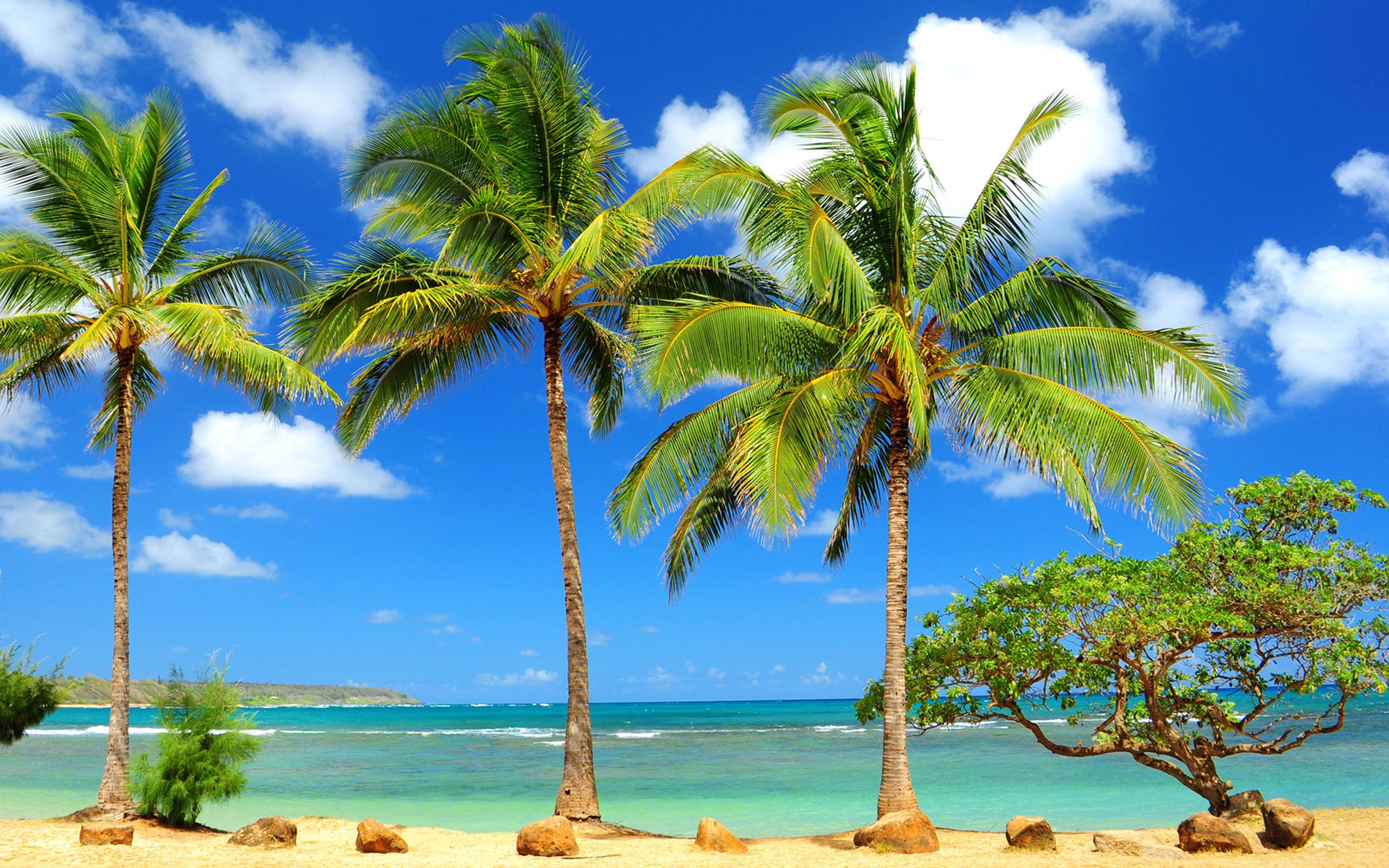 Hawaii Beach Palm Trees HD Wallpaper, Background Images