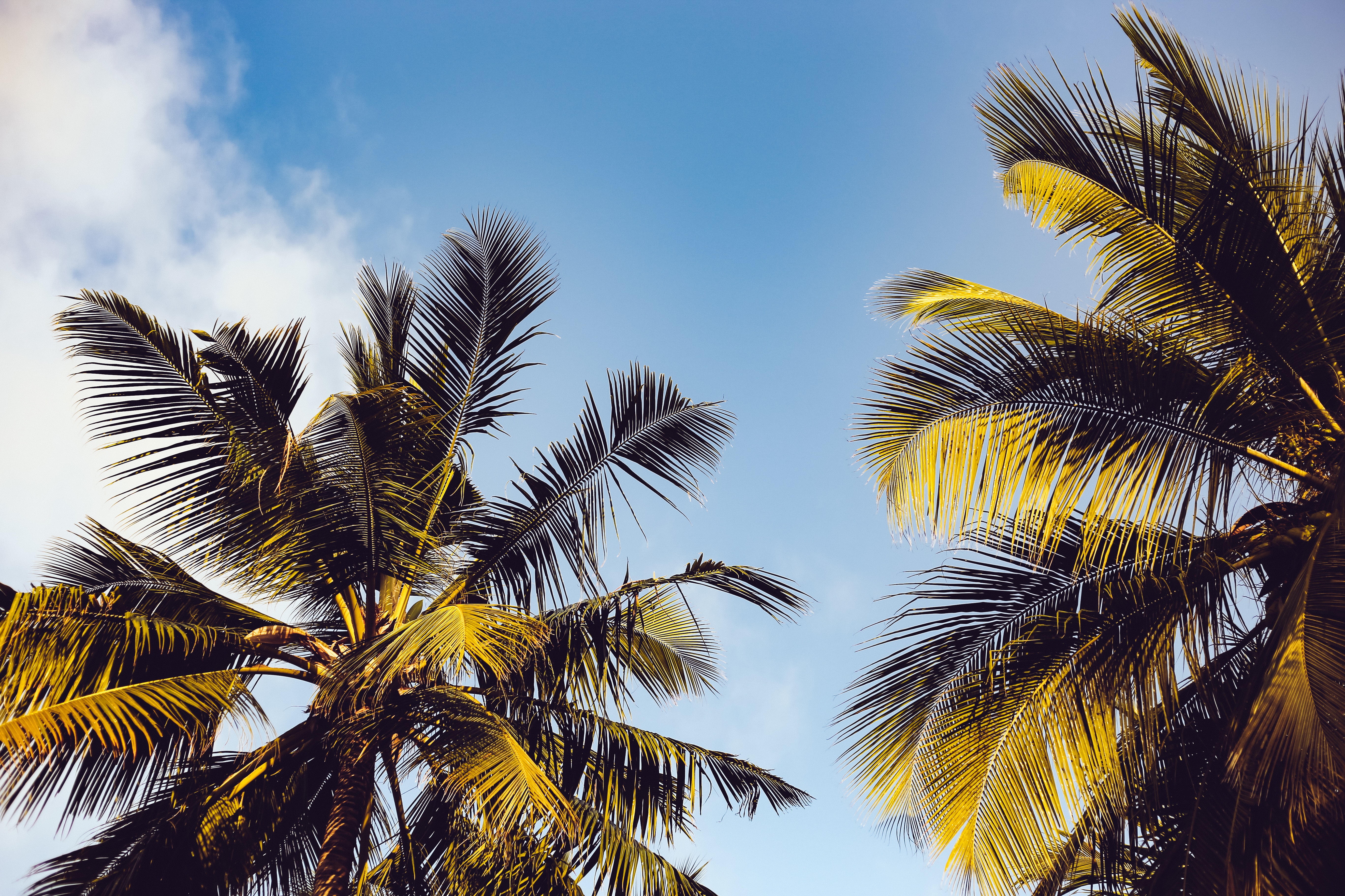 1000+ Interesting Palm Trees Photos · Pexels · Free Stock Photos