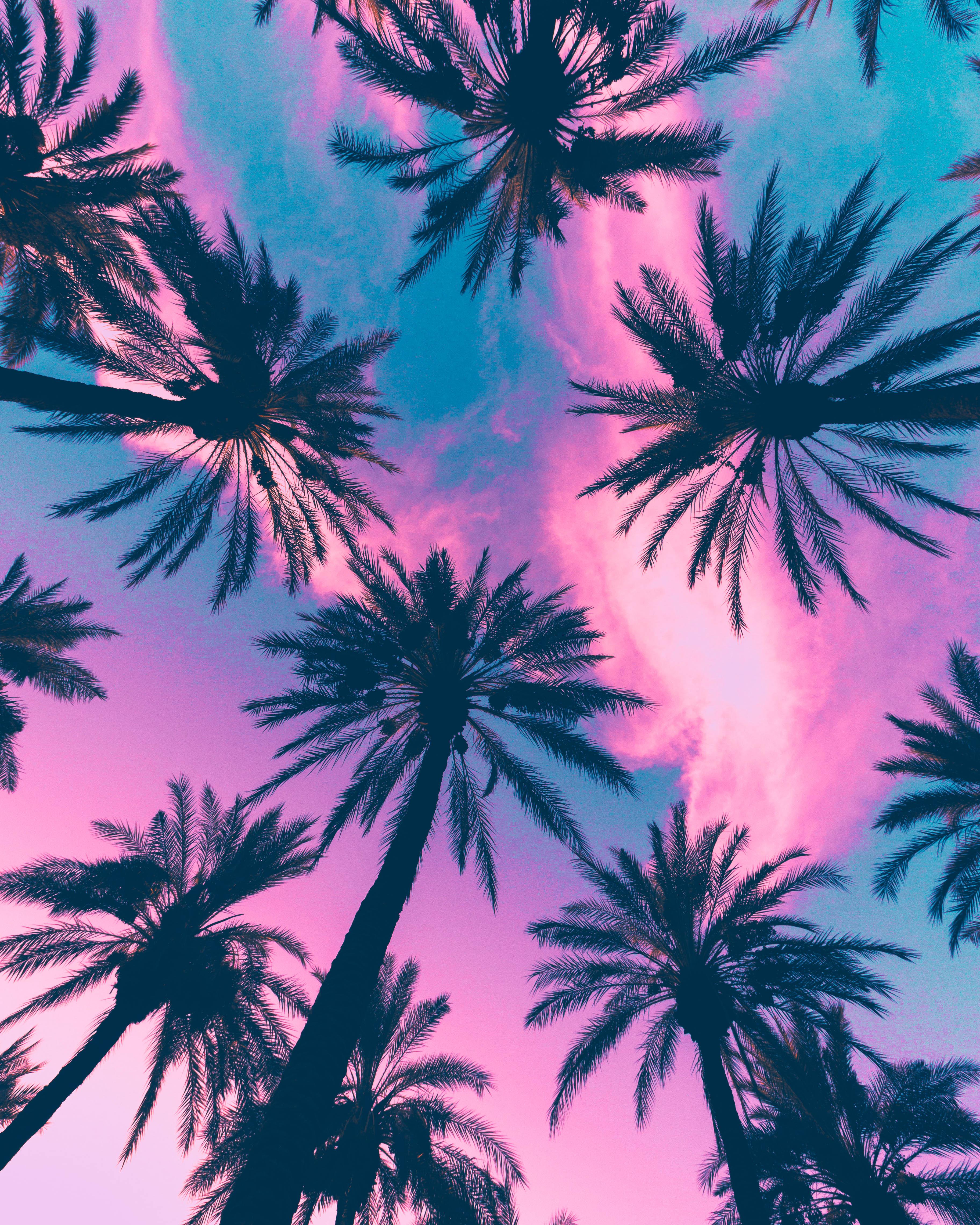 ITAP of some palm trees : itookapicture