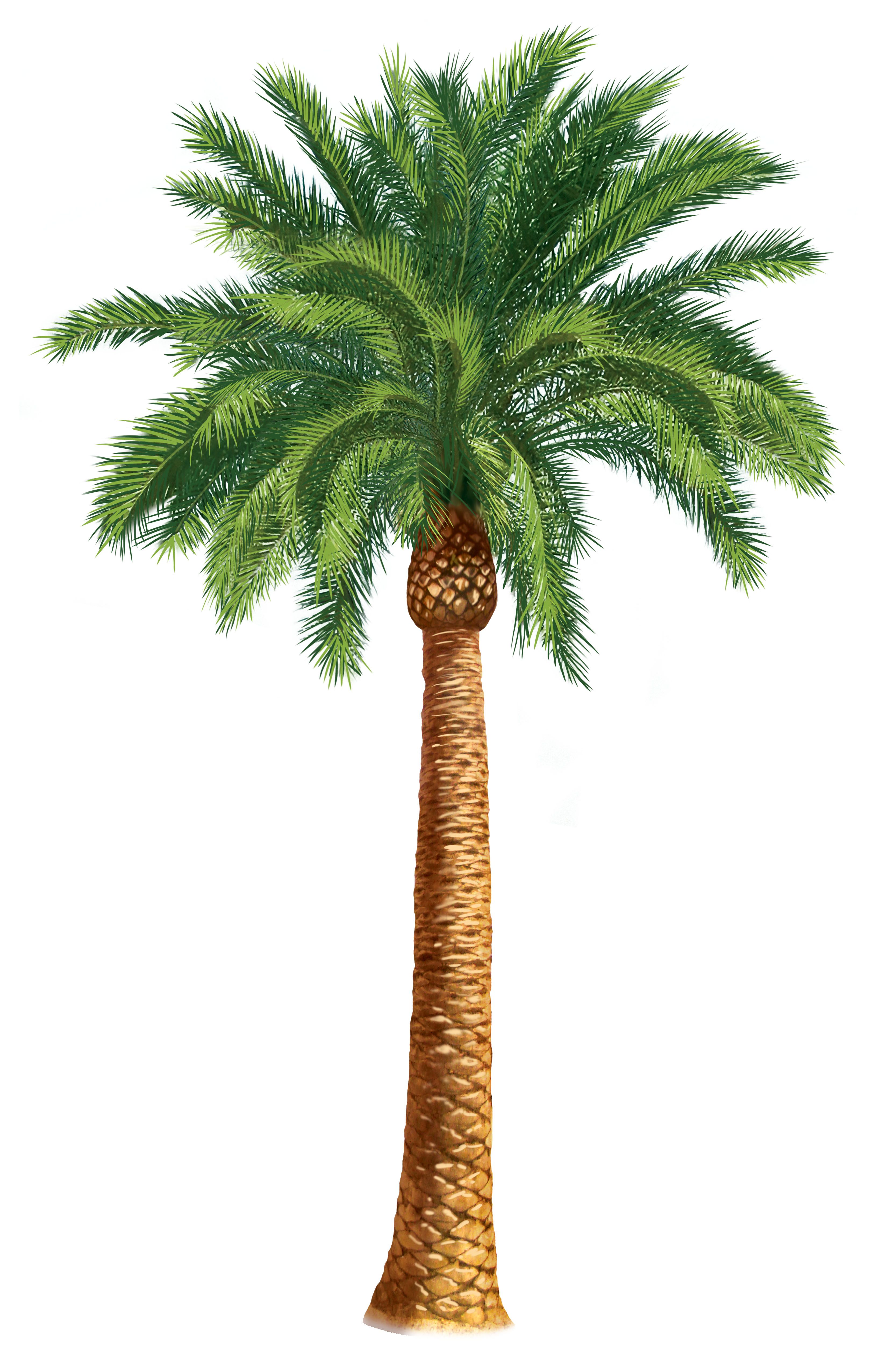Palm Trees Clip Art | Units 5 + 6 Clipart - The Gospel Project | All ...