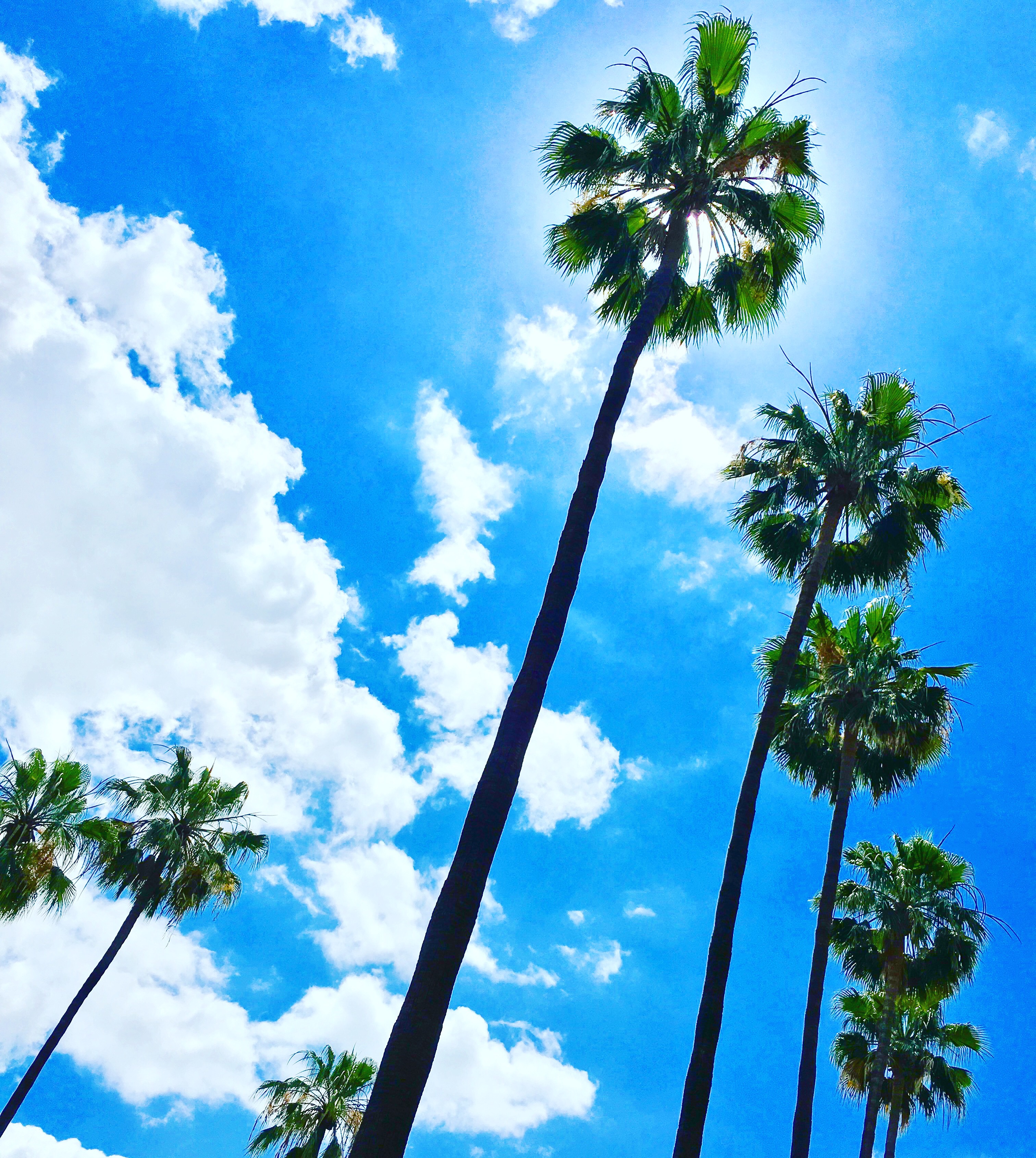 The signature palm trees in Beverly Hills this beautiful Sunday.