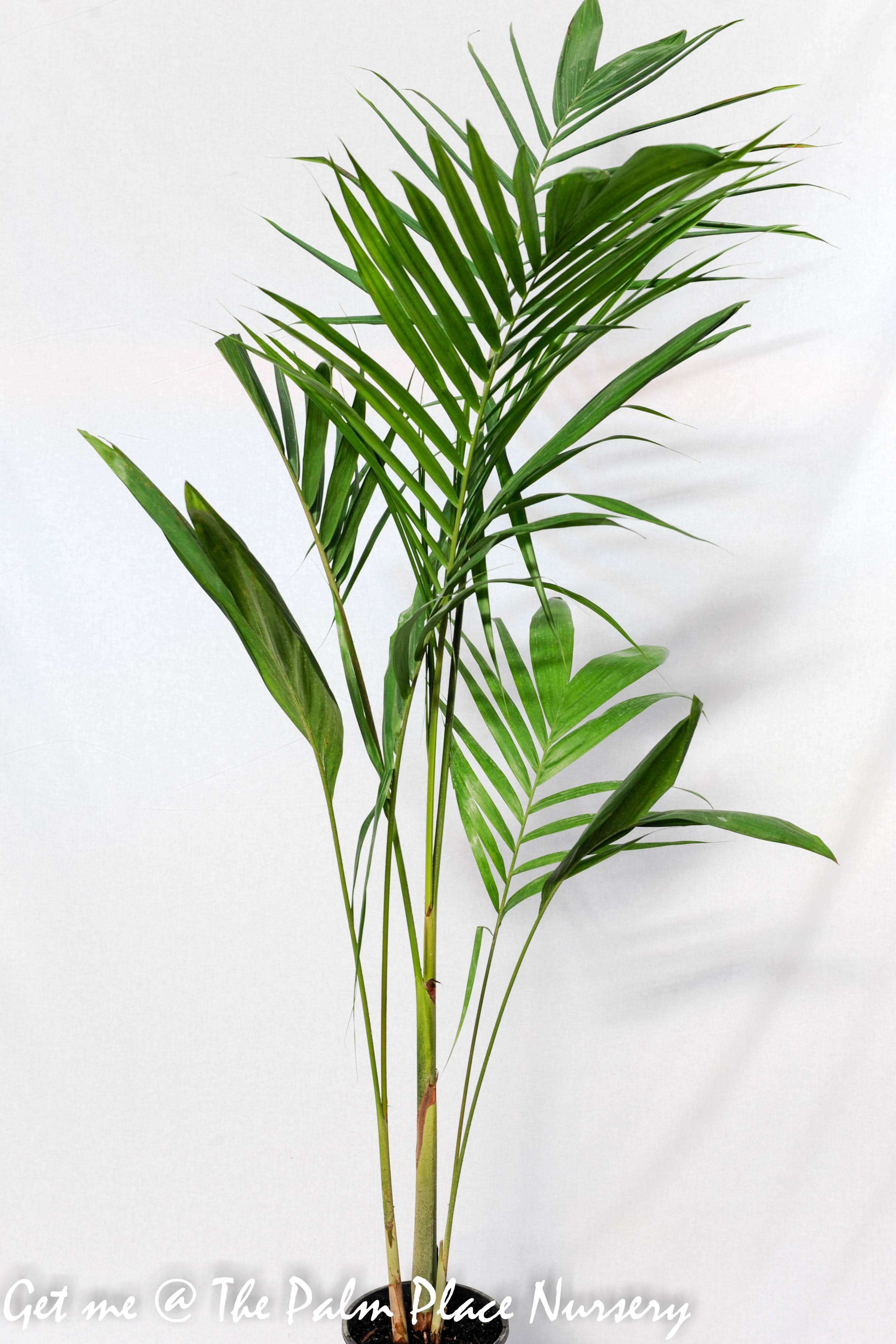 Bangalow Palm 20cm (Tall - above 1m)