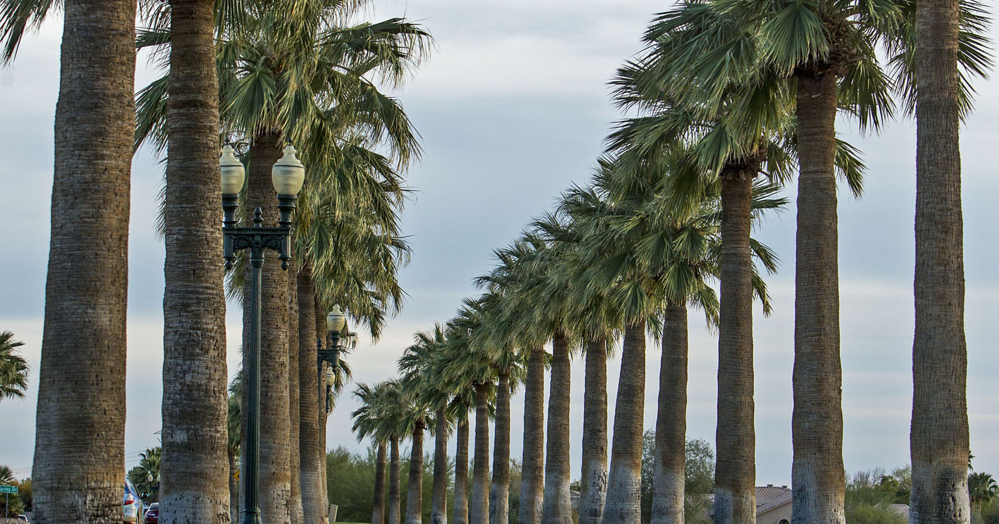Are palm trees native to Arizona?