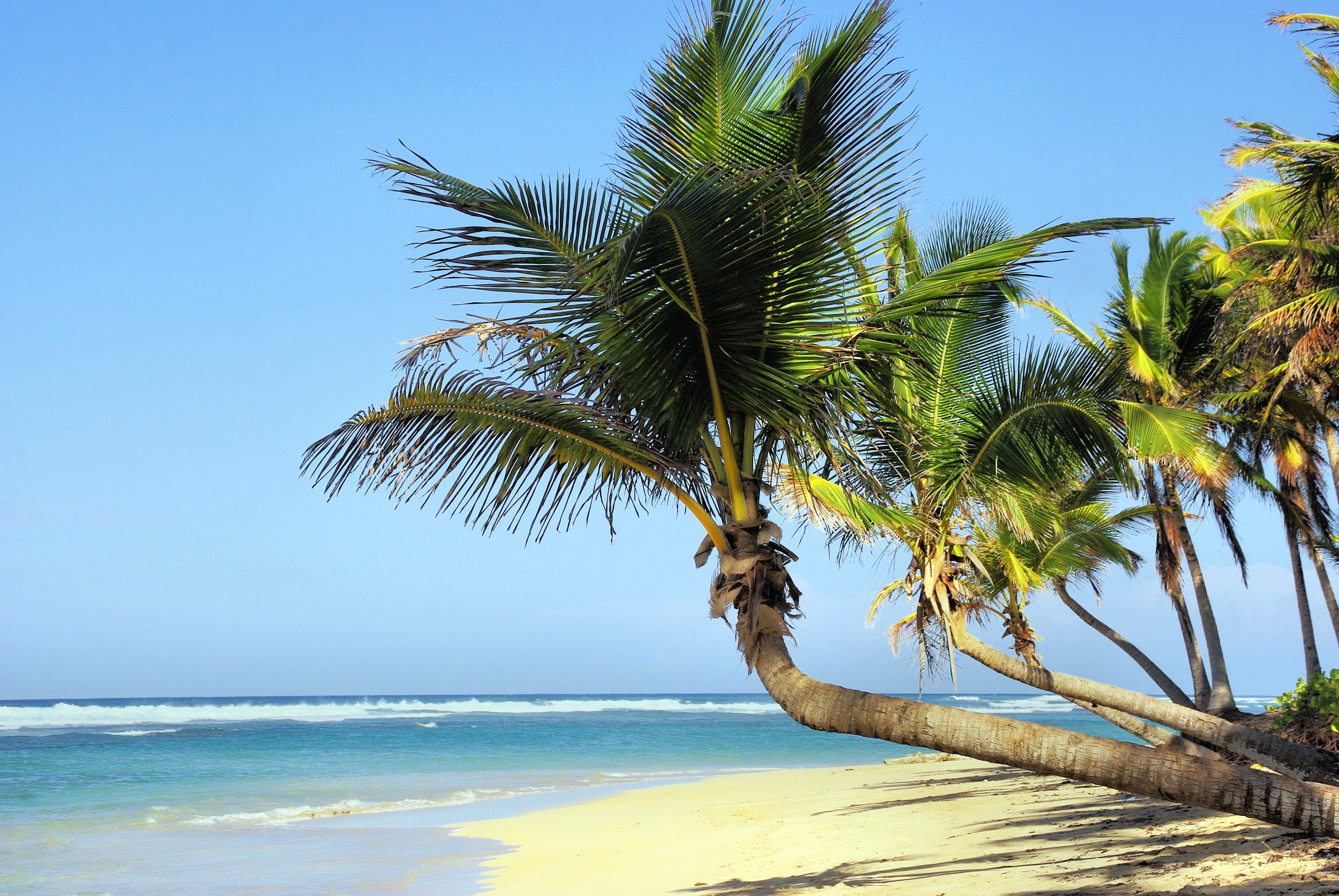 Palm Trees on the Beach in Cuba image - Free stock photo - Public ...