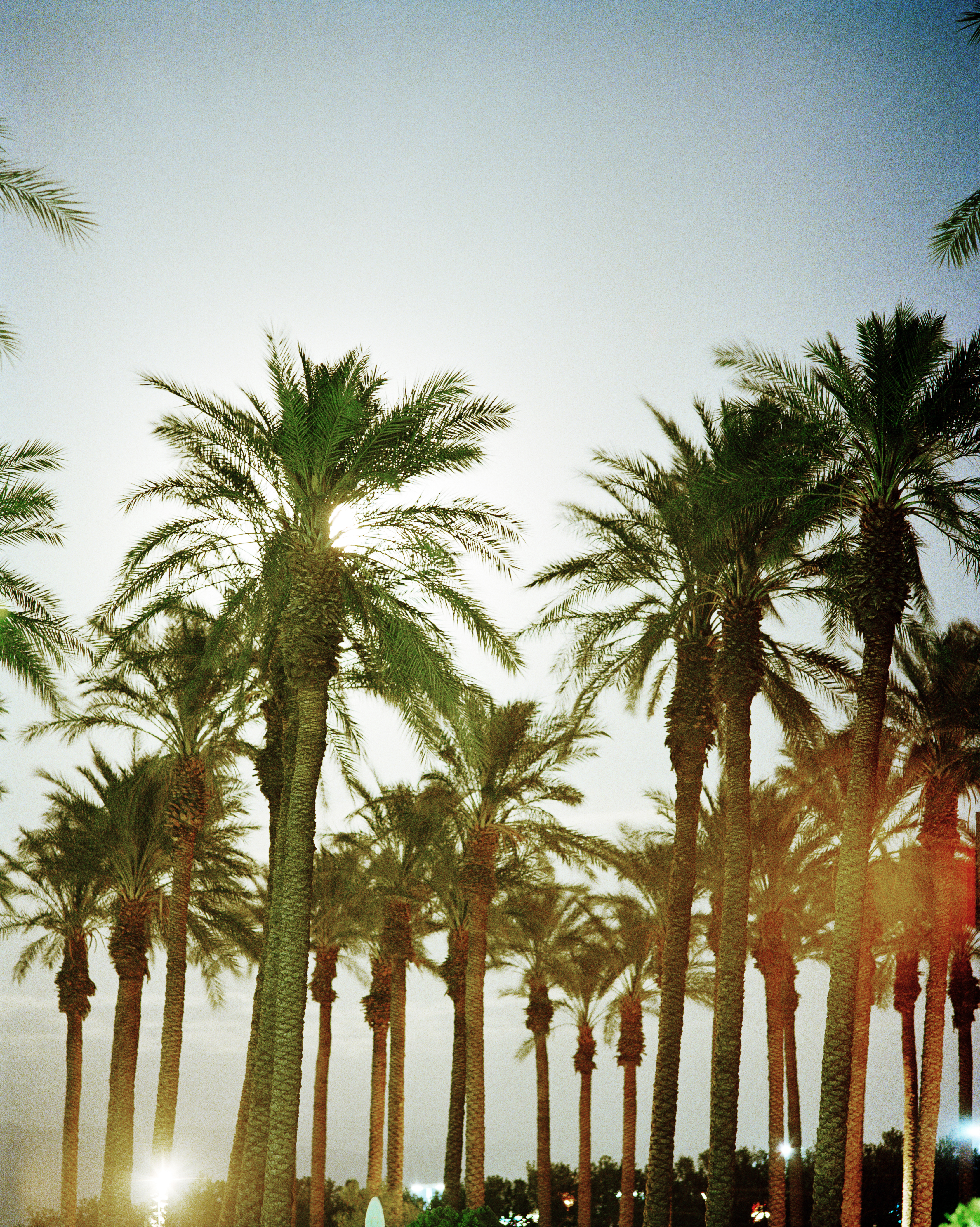 5 Iconic Palm Trees for Home Gardens - Sunset Magazine