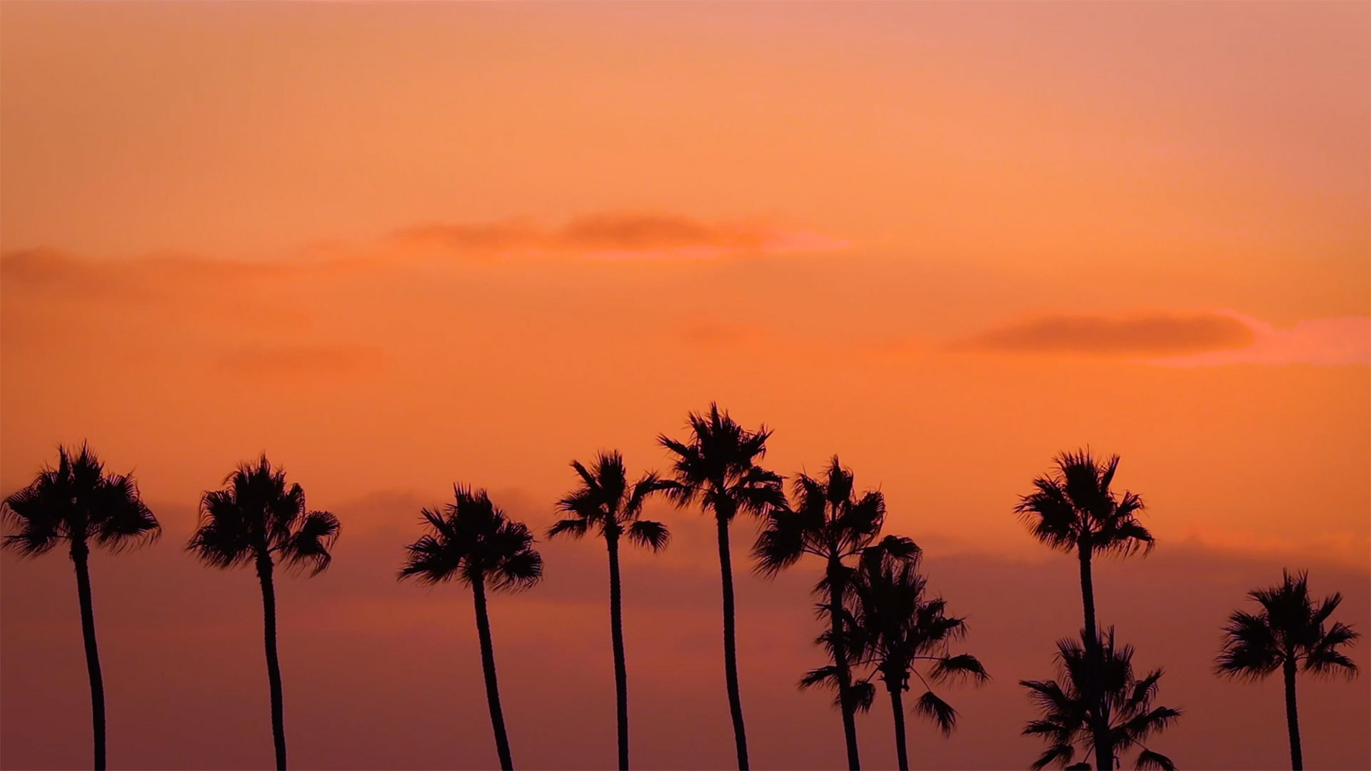 Palm Trees Silhouette in a Row at Sunset - MusicTruth - Background ...
