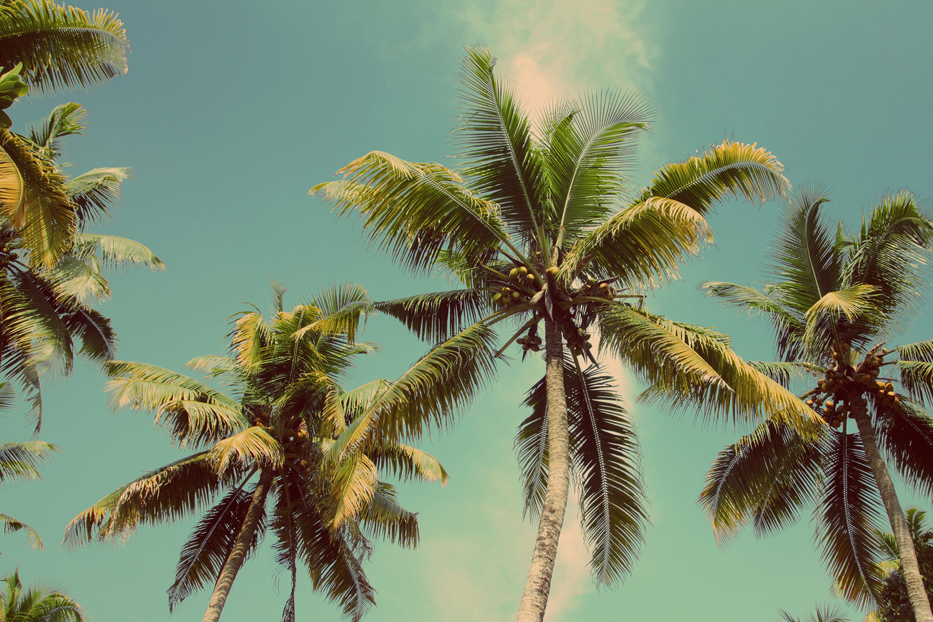 Palm trees, I love them | emilia-art
