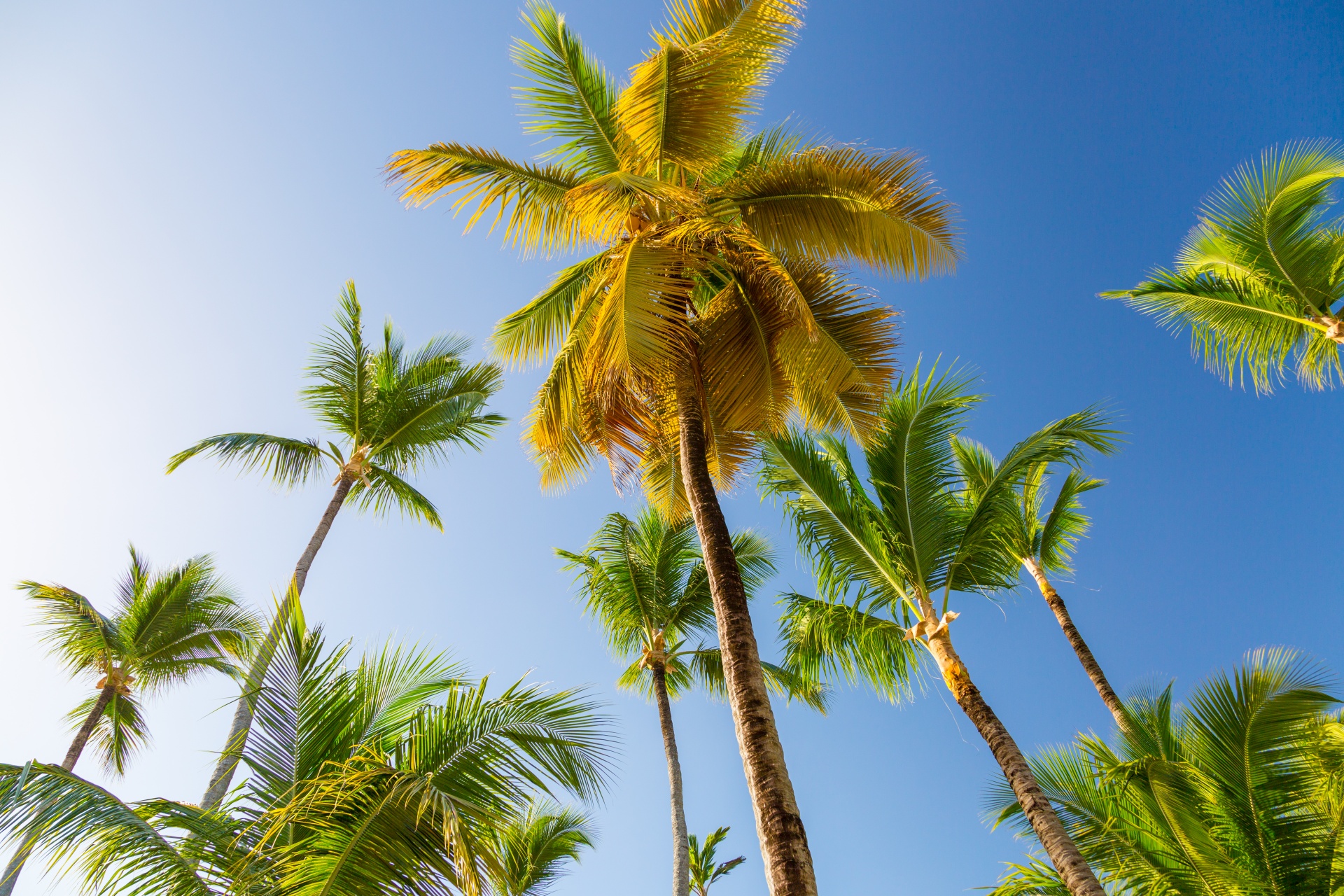 Palm Trees And Blue Sky Free Stock Photo - Public Domain Pictures
